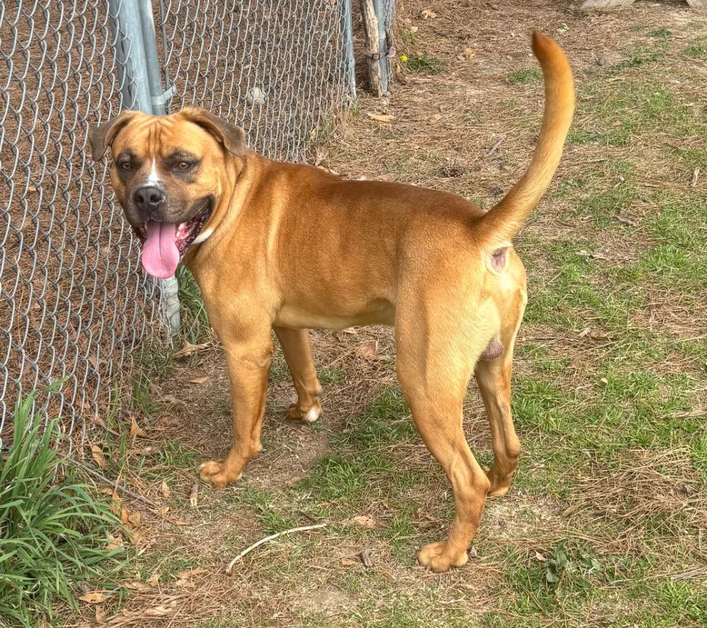 Enlarge Wesley, a Adoptable mixed breed in Little Rock, AR image 1/4
