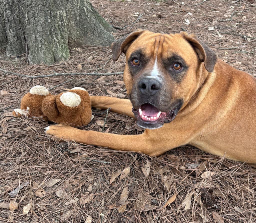 Wesley, a Adoptable mixed breed in Little Rock, AR image 2/6