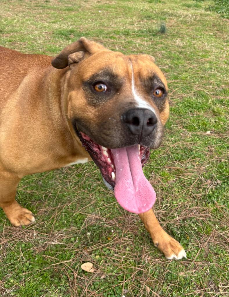 Enlarge Wesley, a Adoptable mixed breed in Little Rock, AR image 2/4