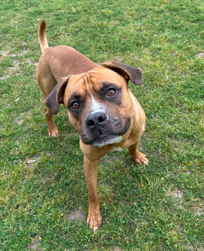 Wesley, a Adoptable mixed breed in Little Rock, AR image 4/6