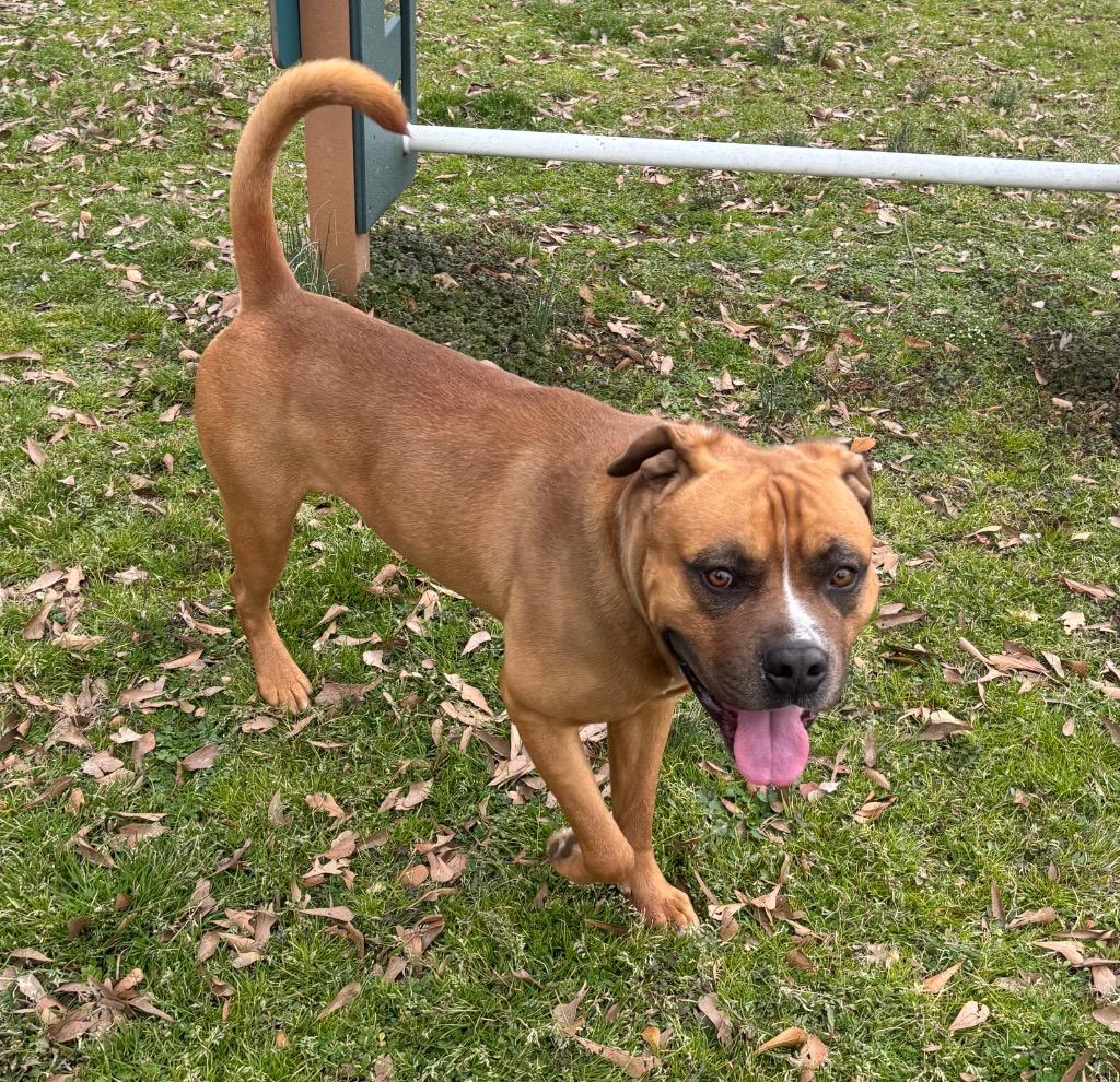 Enlarge Wesley, a Adoptable mixed breed in Little Rock, AR image 3/4
