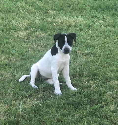 Pepper, a ADOPTABLE mixed breed in Flower Mound, TX image 2/5