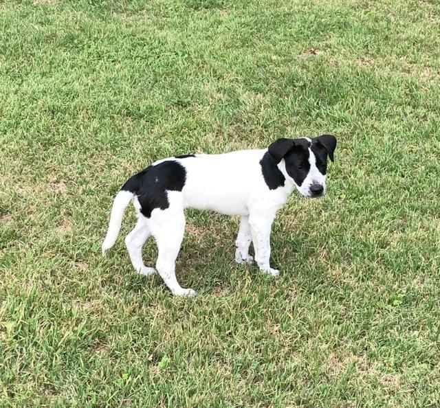Pepper, a ADOPTABLE mixed breed in Flower Mound, TX image 4/5