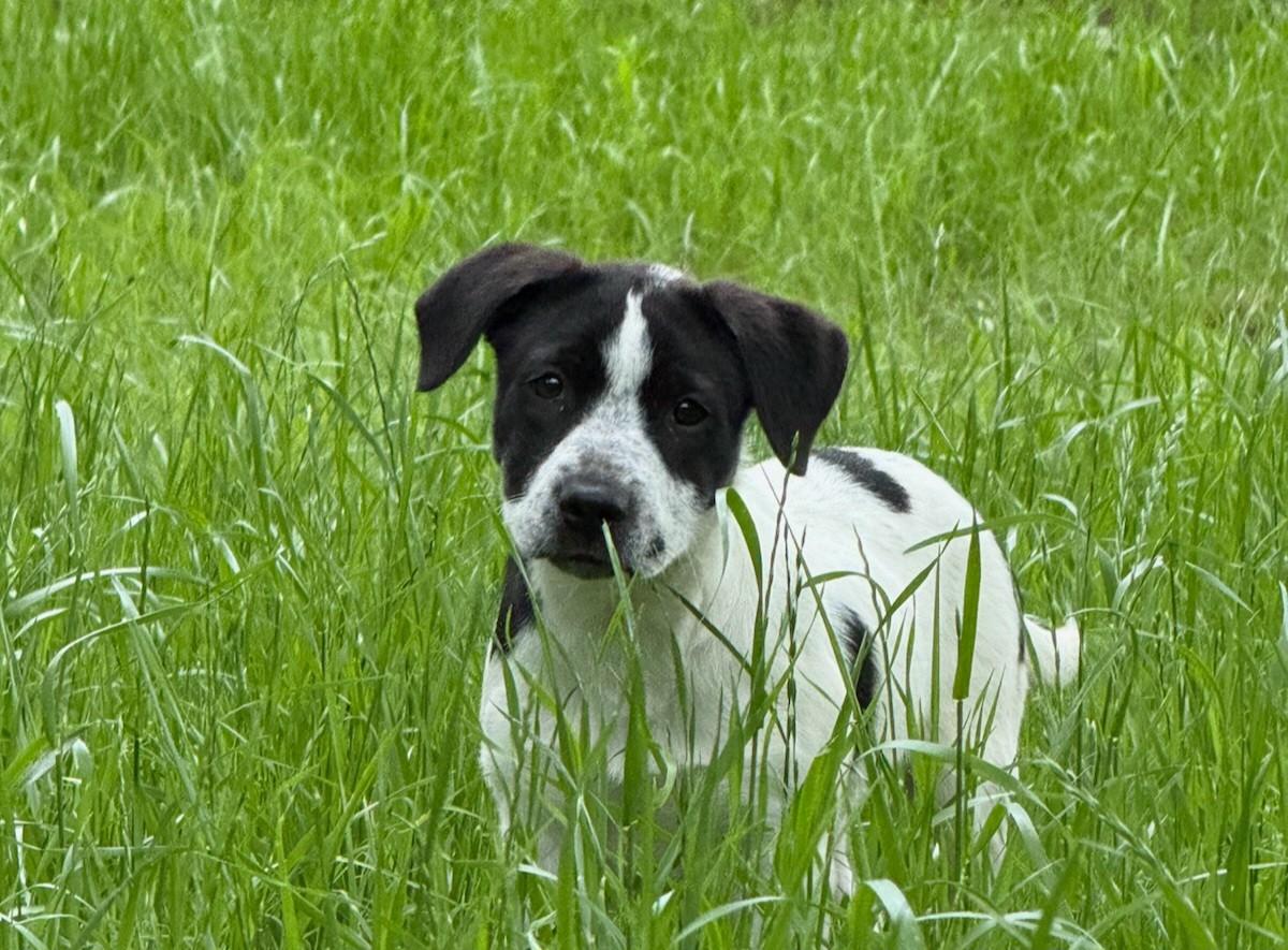 Pepper, a ADOPTABLE mixed breed in Flower Mound, TX image 5/5