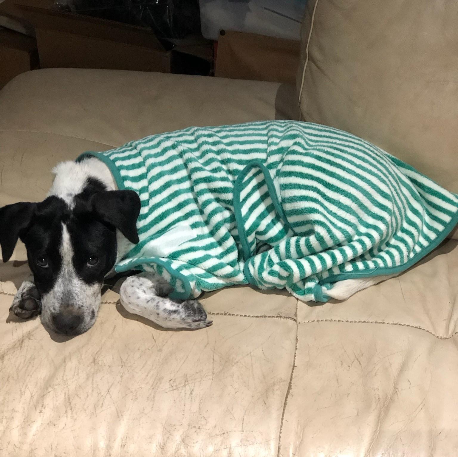 Pepper, ADOPTABLE, Young Female English Pointer & Labrador Retriever.