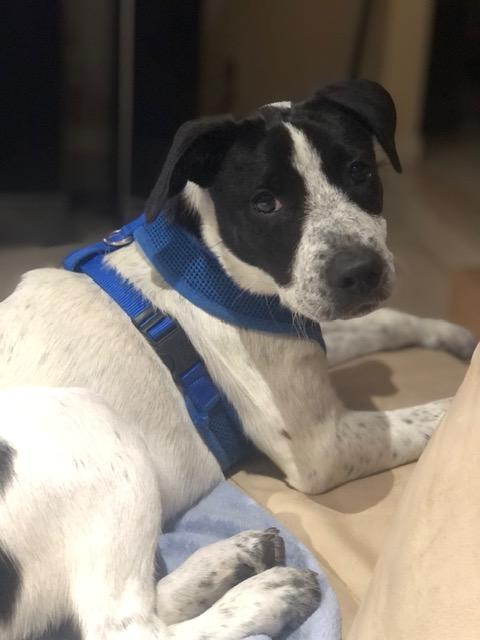 Pepper, a ADOPTABLE mixed breed in Flower Mound, TX image 3/5