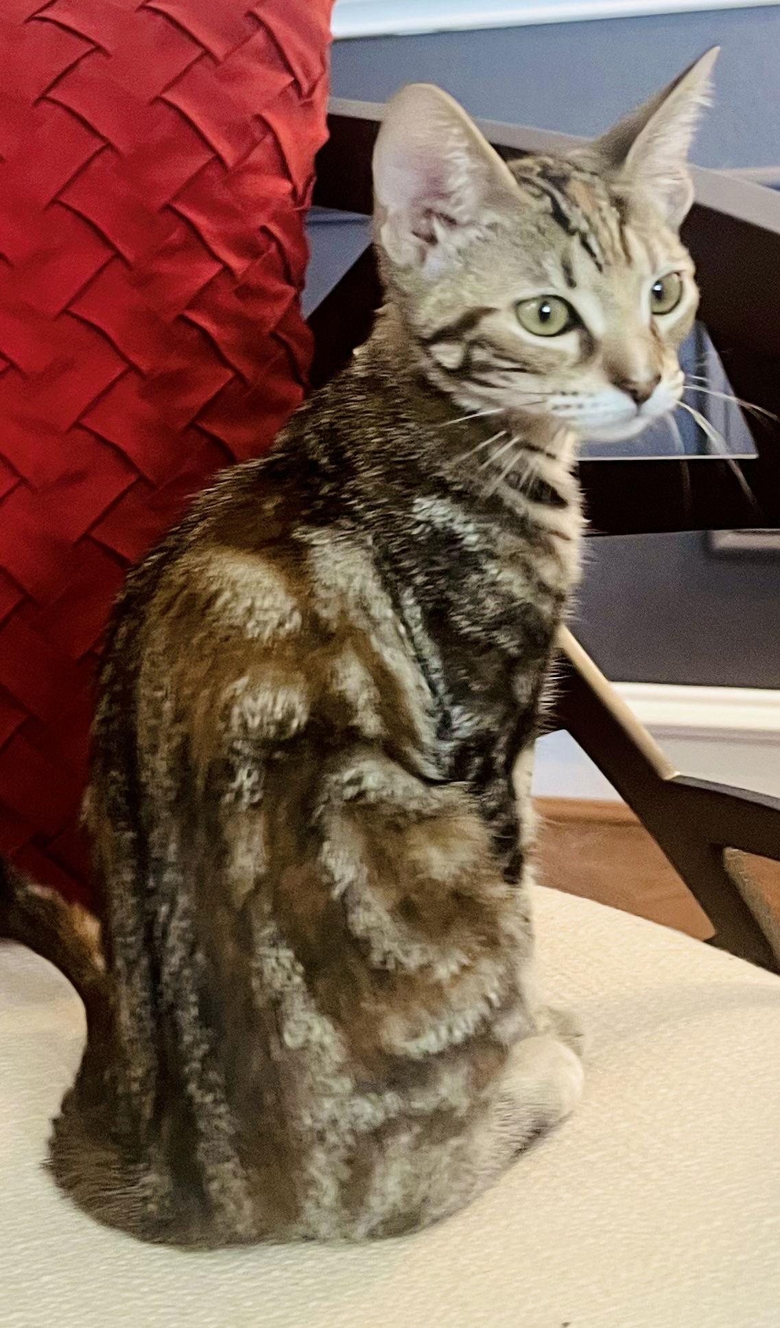 Bonita, Adopted, Young Female Domestic Short Hair.