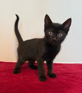 Tapatio, adopted, Kitten Female Domestic Short Hair.
