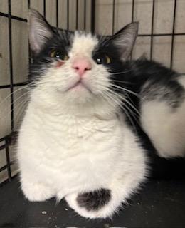 Luna — thumbnail 2