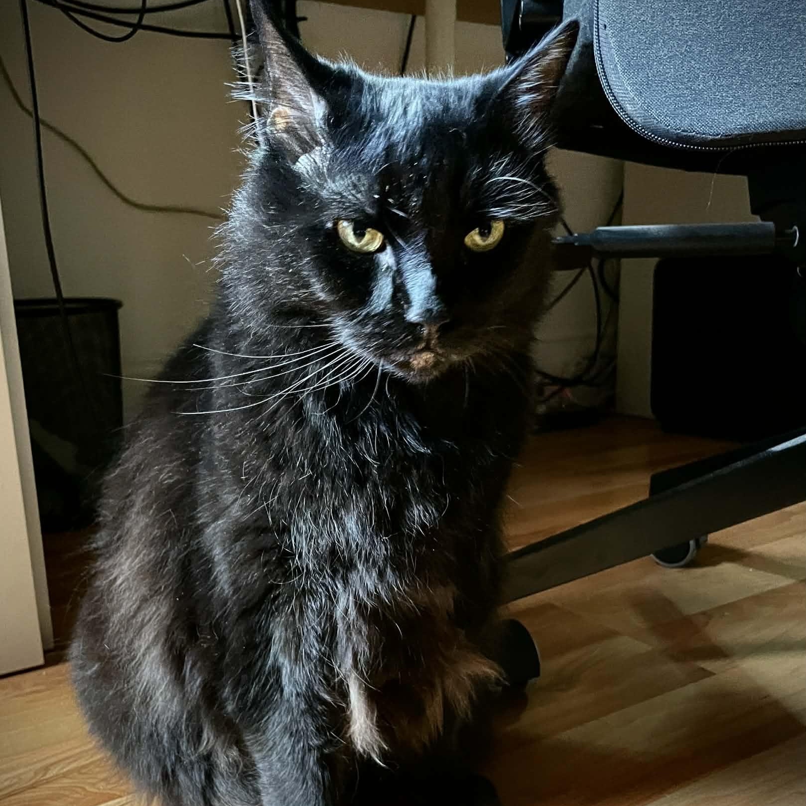 Enlarge Storm - Gentle Purr Boy, a ADOPTABLE Domestic Medium Hair in Hamilton, ON image 1/2