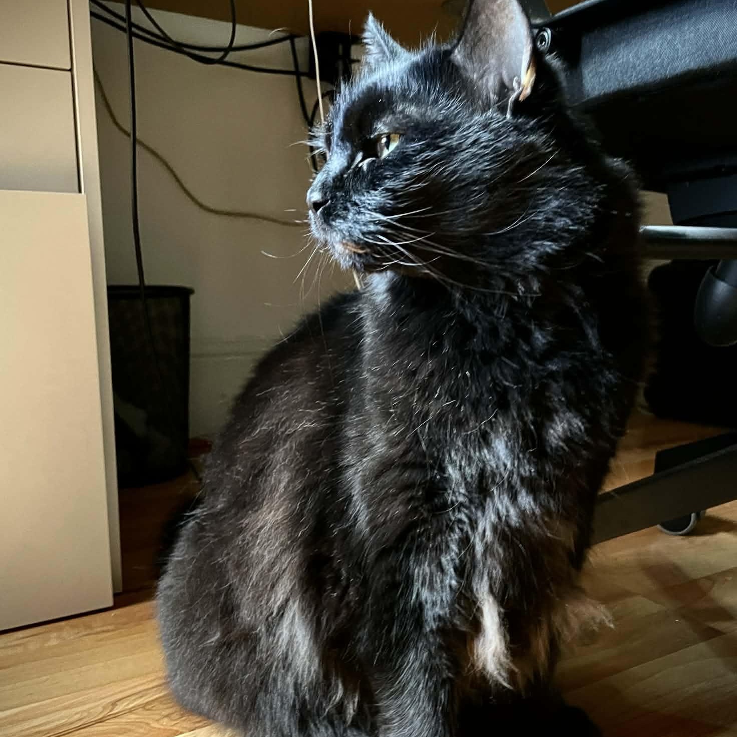 Enlarge Storm - Gentle Purr Boy, a ADOPTABLE Domestic Medium Hair in Hamilton, ON image 2/2