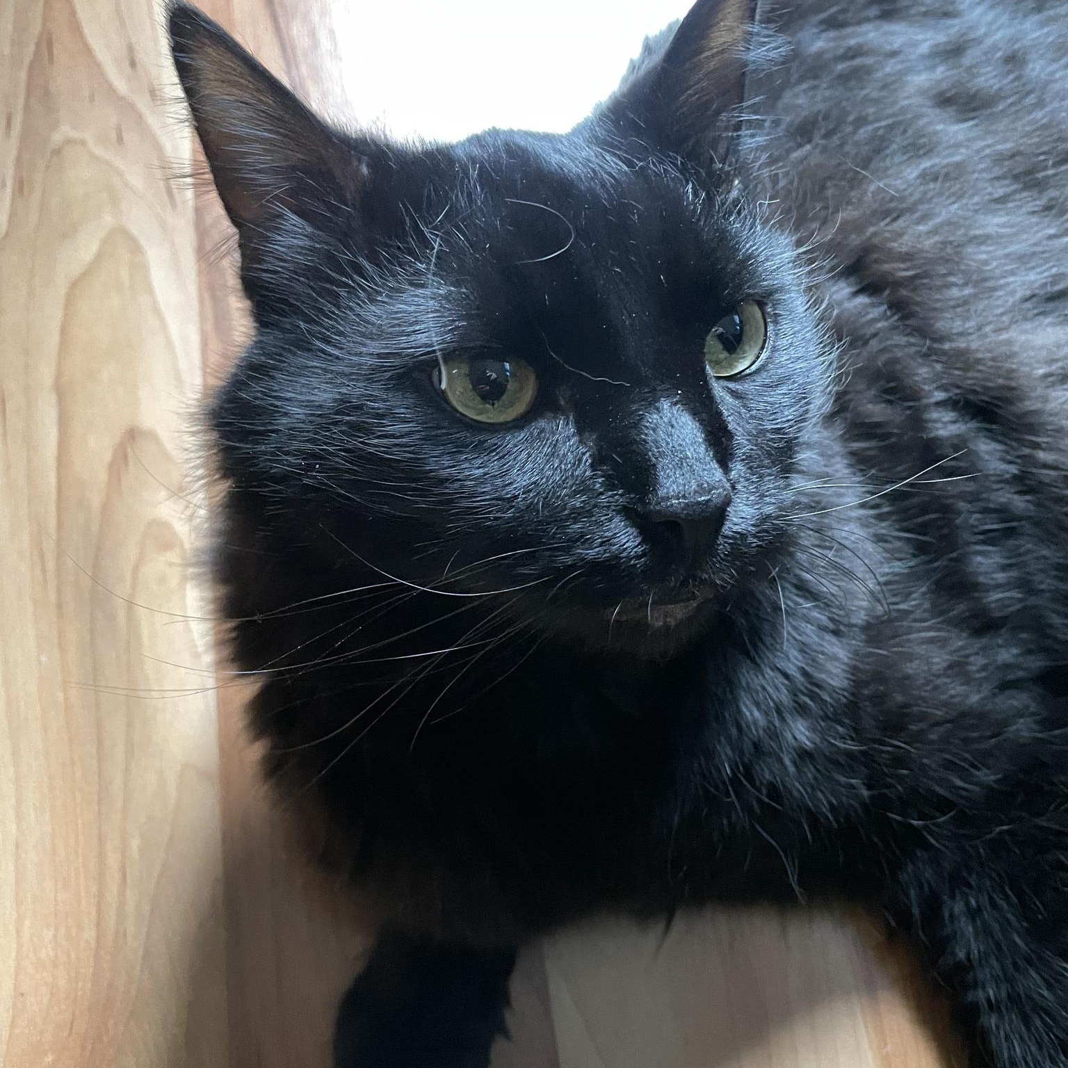 Enlarge Storm - Gentle Purr Boy, a ADOPTABLE Domestic Medium Hair in Hamilton, ON image 1/5
