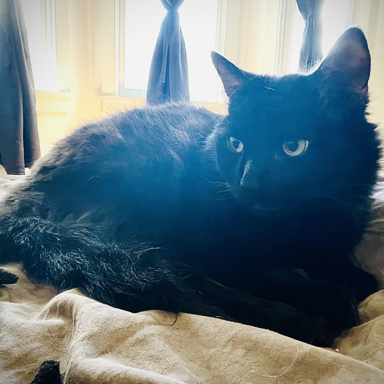 Enlarge Storm - Gentle Purr Boy, a ADOPTABLE Domestic Medium Hair in Hamilton, ON image 2/5