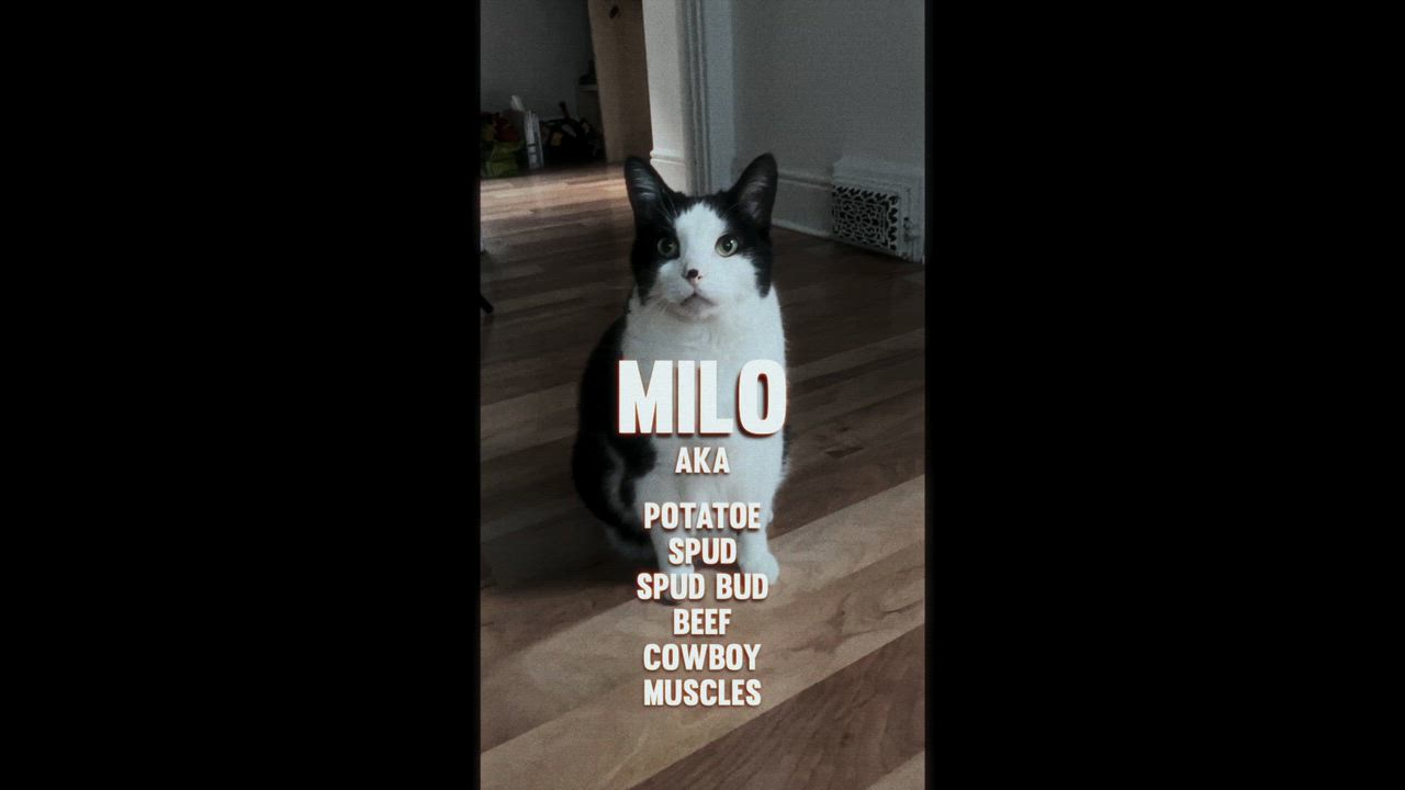 Enlarge Storm - Gentle Purr Boy, a ADOPTABLE Domestic Medium Hair in Hamilton, ON video 4/5