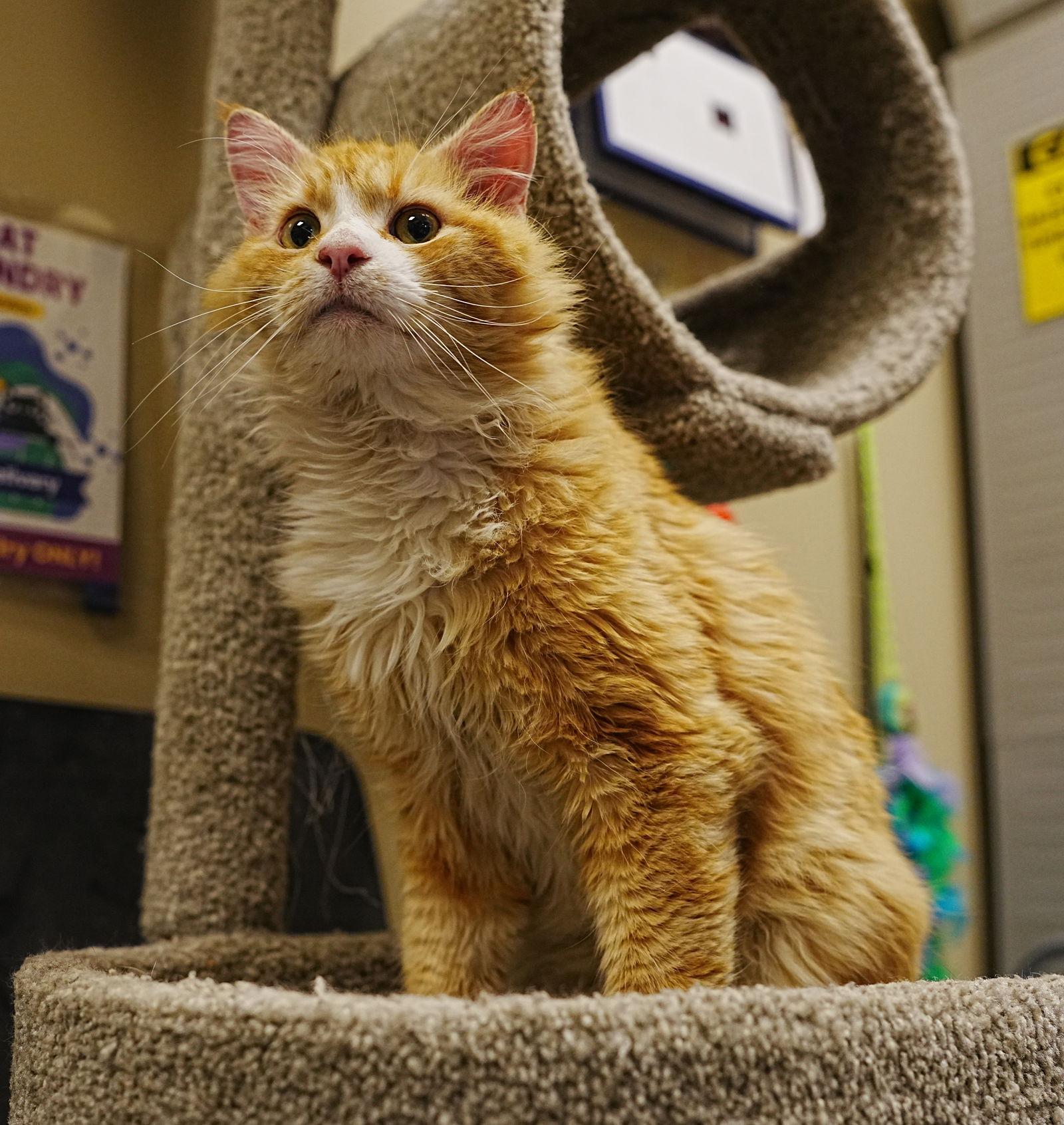 Gotti — thumbnail 2