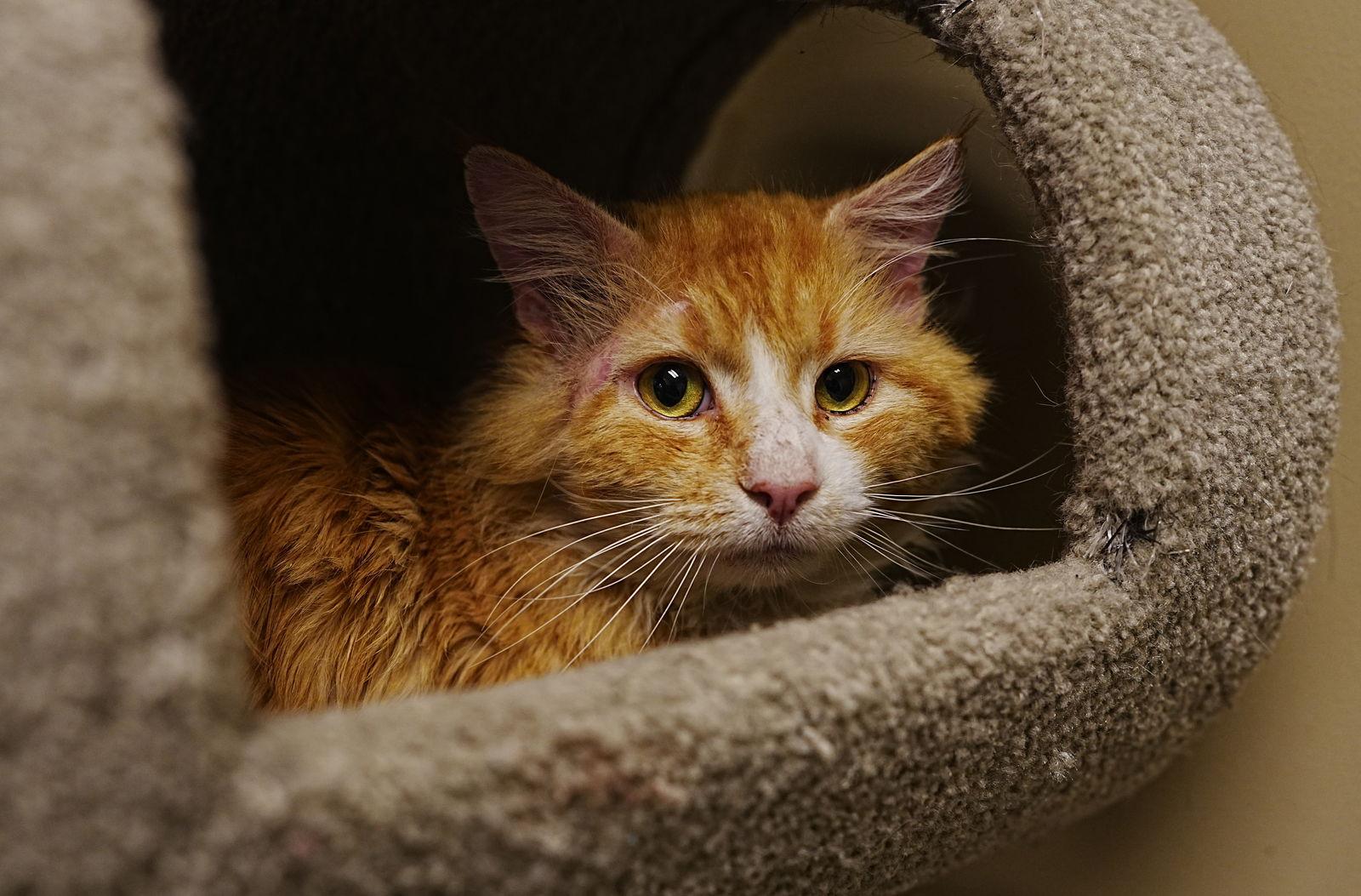 Gotti — thumbnail 3