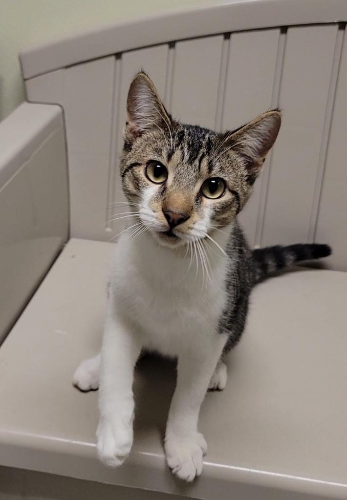 EVEREST, Adoptable, Young Male Domestic Short Hair.