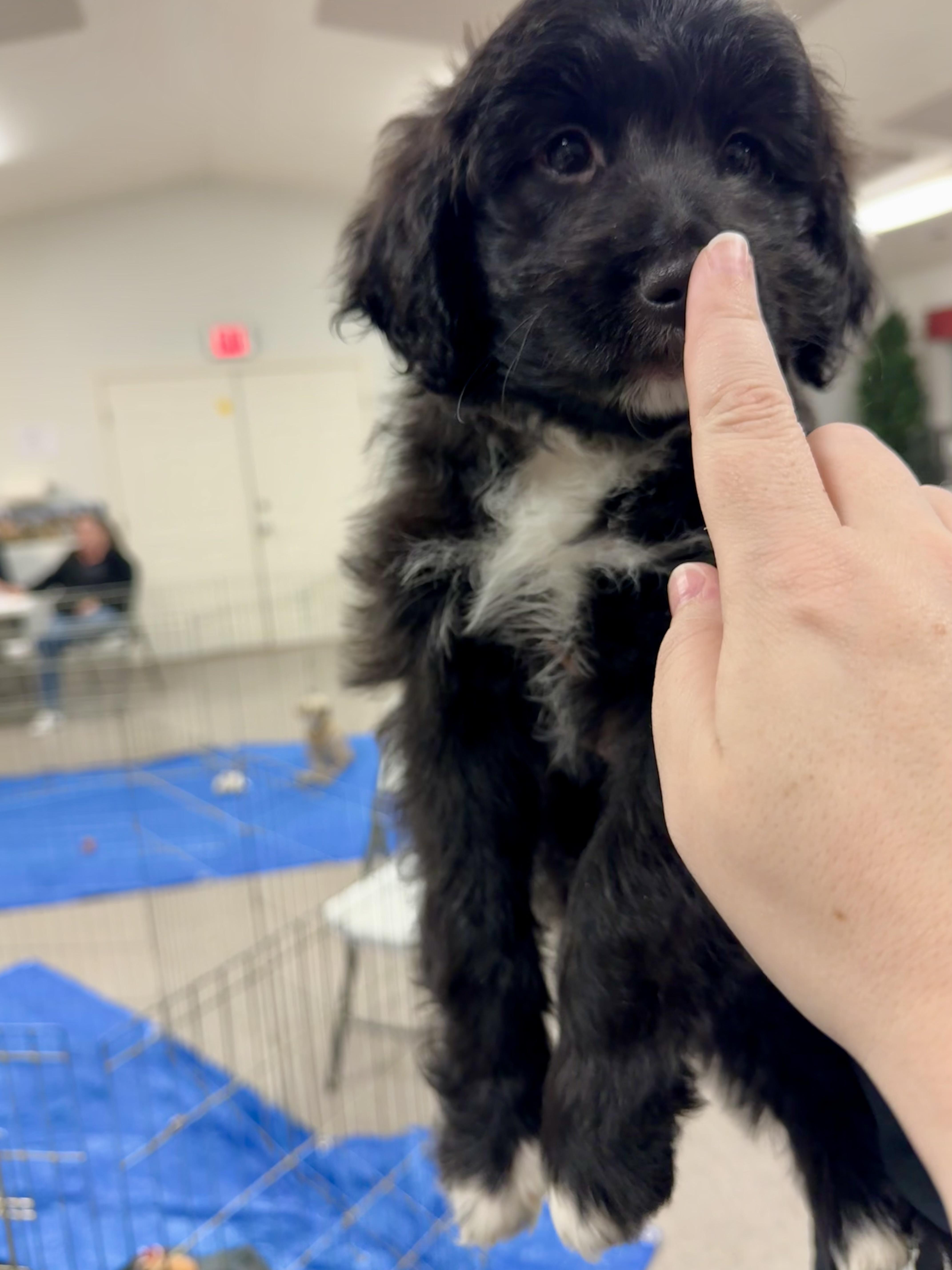 Enlarge Big Bertha, an adopted mixed breed in Pocatello, ID image 2/5