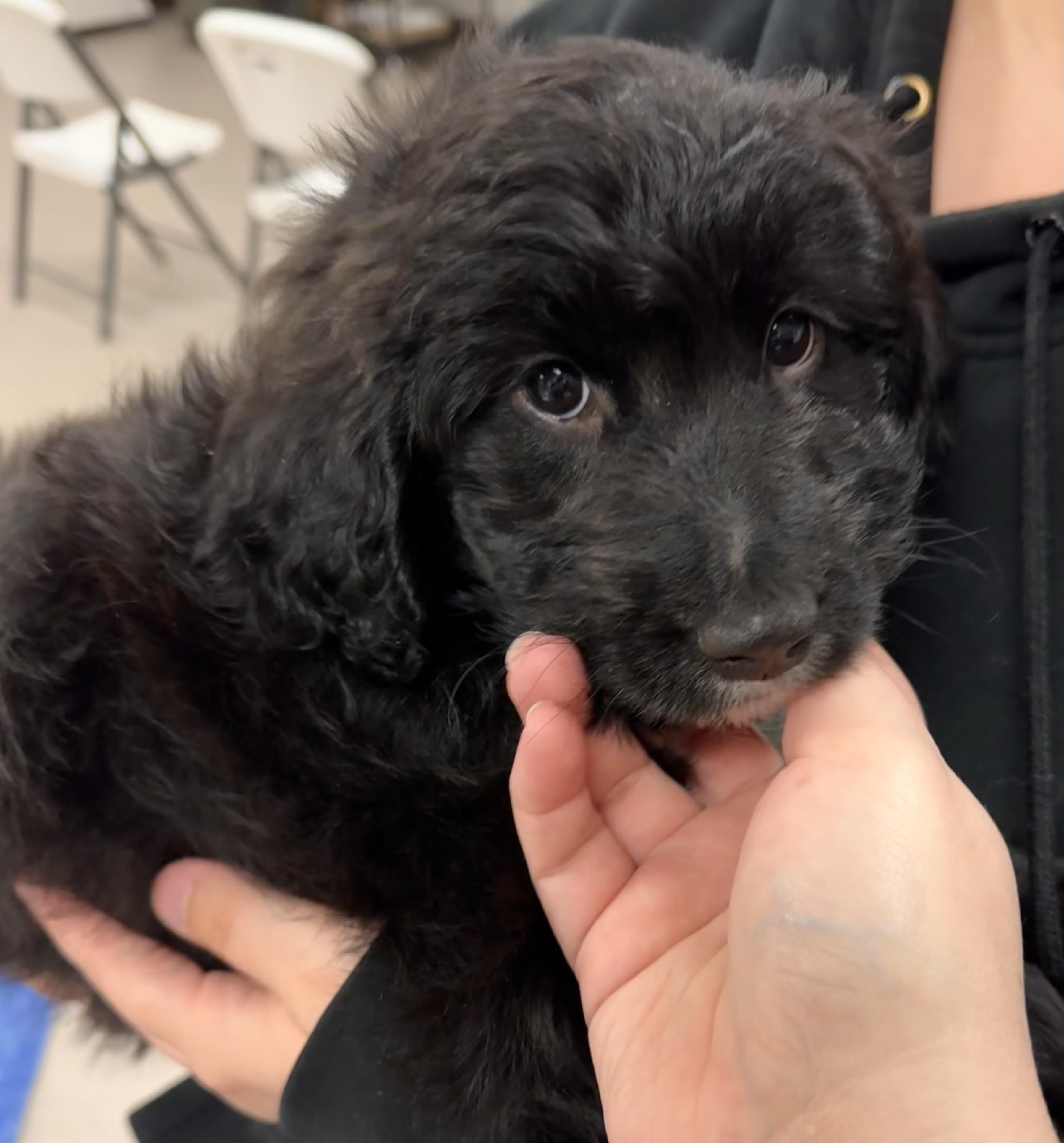 Enlarge Big Bertha, an adopted mixed breed in Pocatello, ID image 1/5