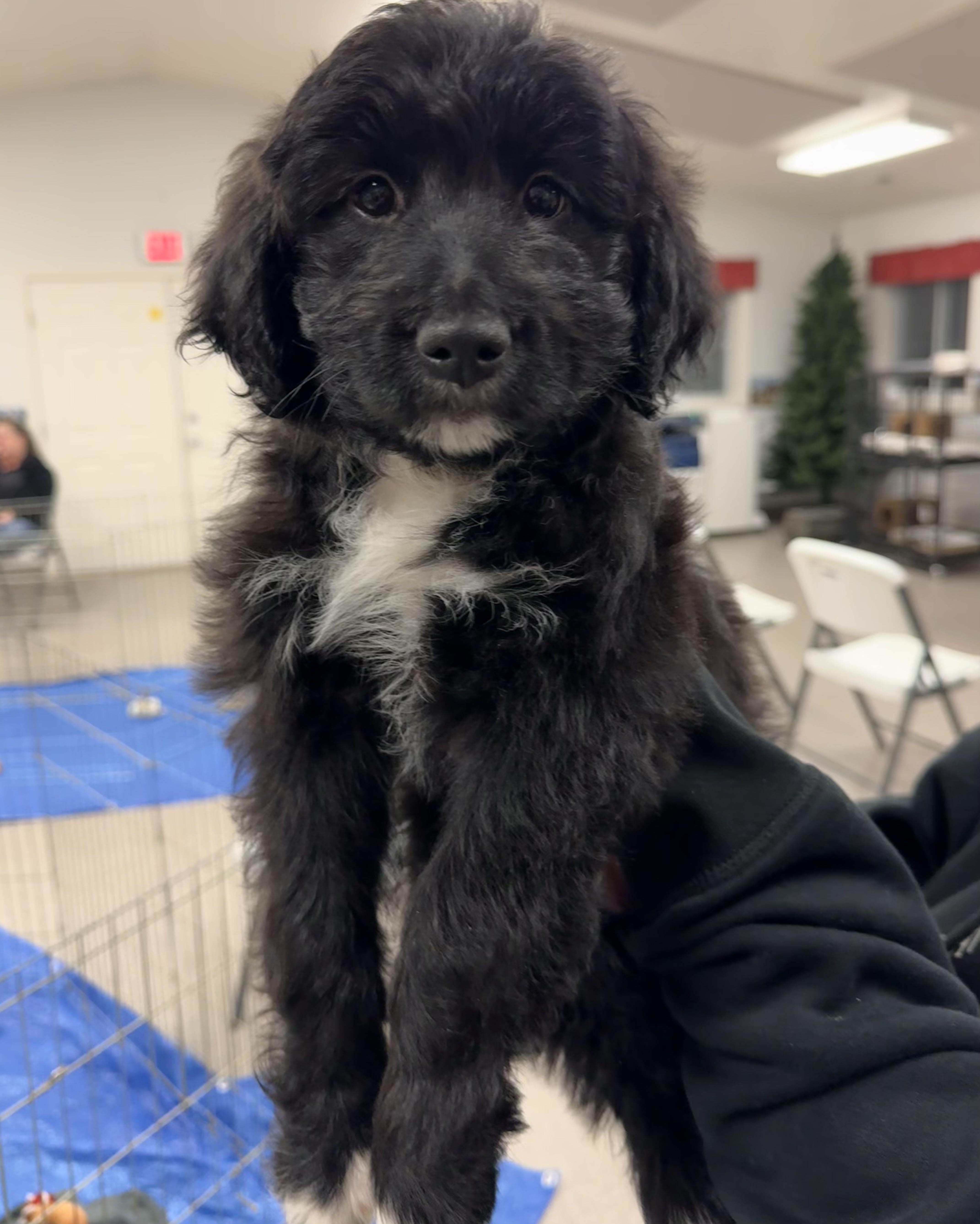 Enlarge Big Bertha, an adopted mixed breed in Pocatello, ID image 4/5