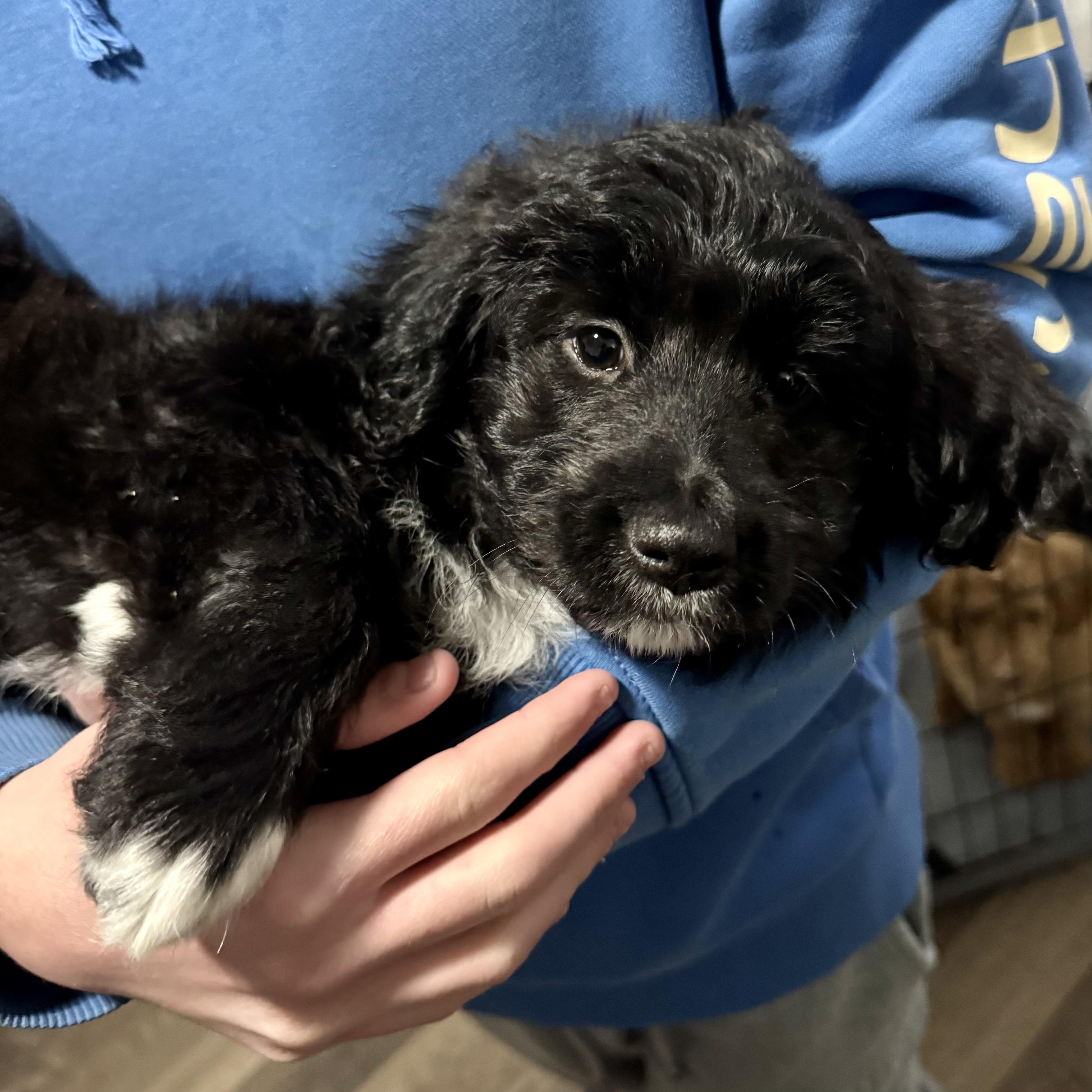 Enlarge Big Bertha, an adopted mixed breed in Pocatello, ID image 3/5