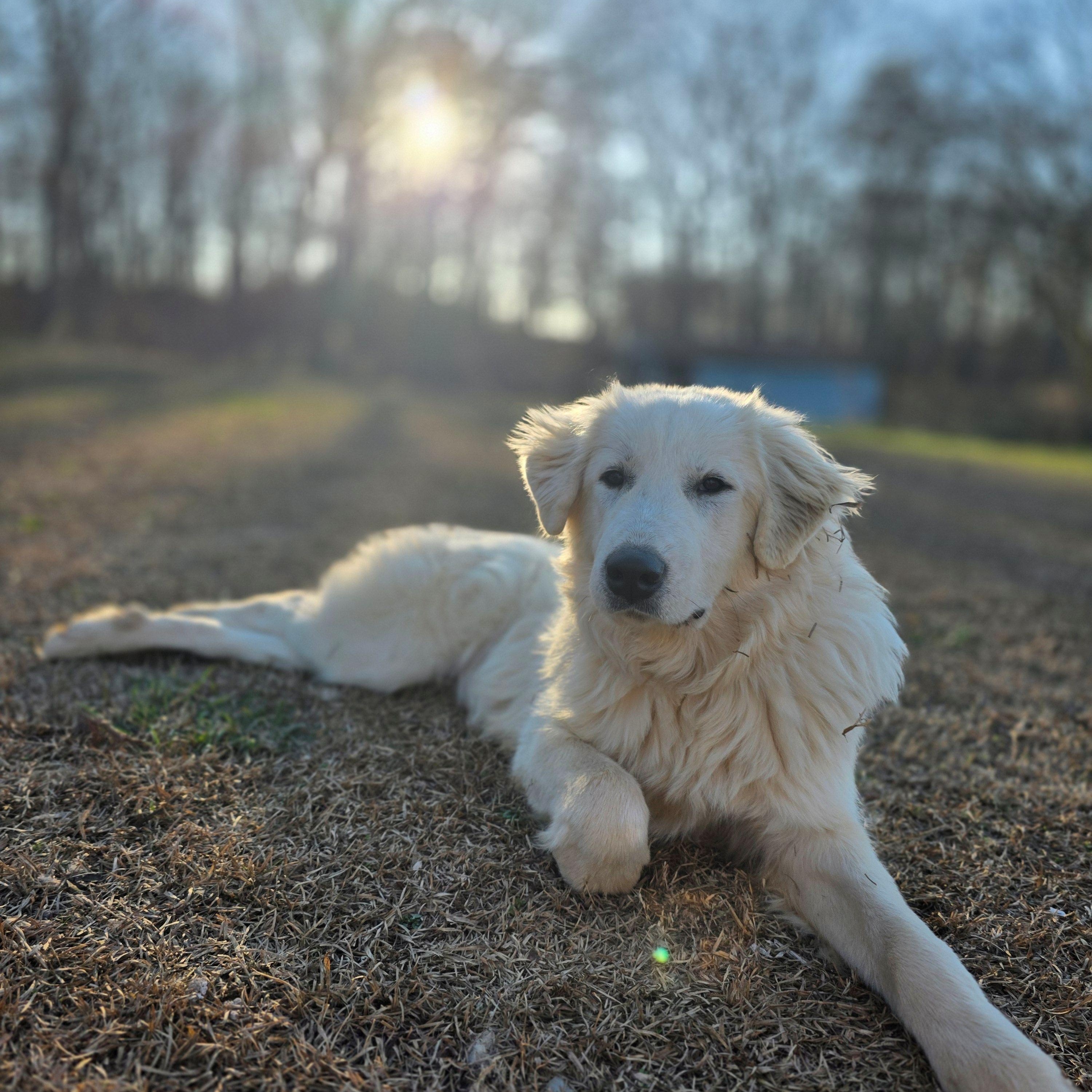 Enlarge Jasmine Lavonia, a ADOPTABLE Great Pyrenees in Atlanta, GA image 5/6