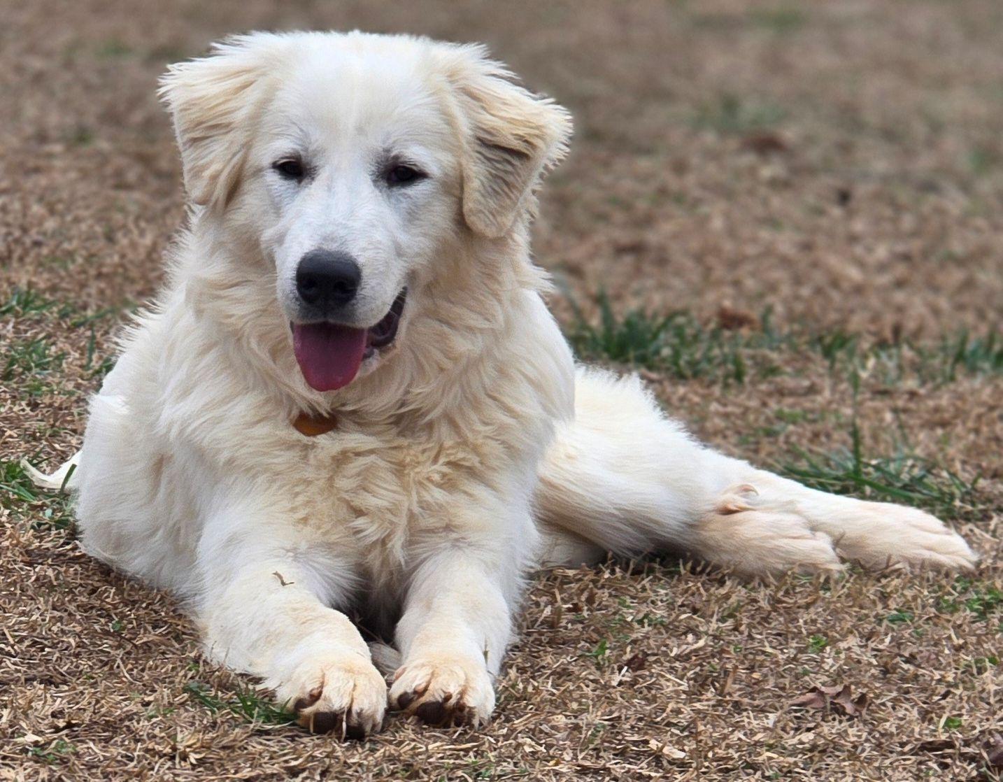 Jasmine Lavonia, ADOPTABLE, Young Female Great Pyrenees.