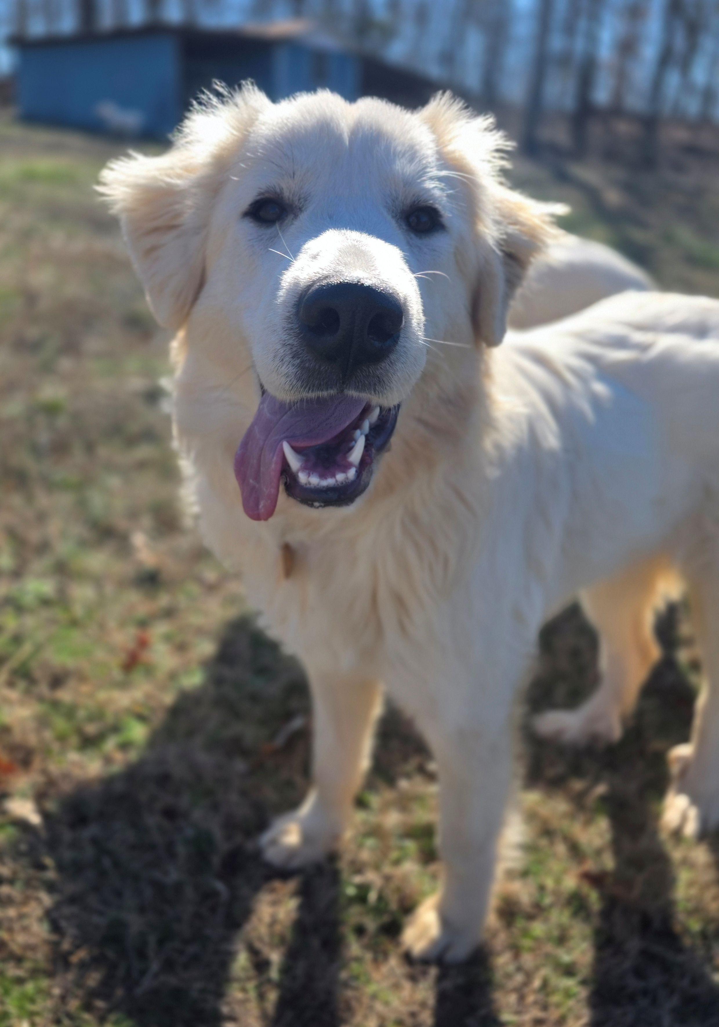 Enlarge Jasmine Lavonia, a ADOPTABLE Great Pyrenees in Atlanta, GA image 2/6