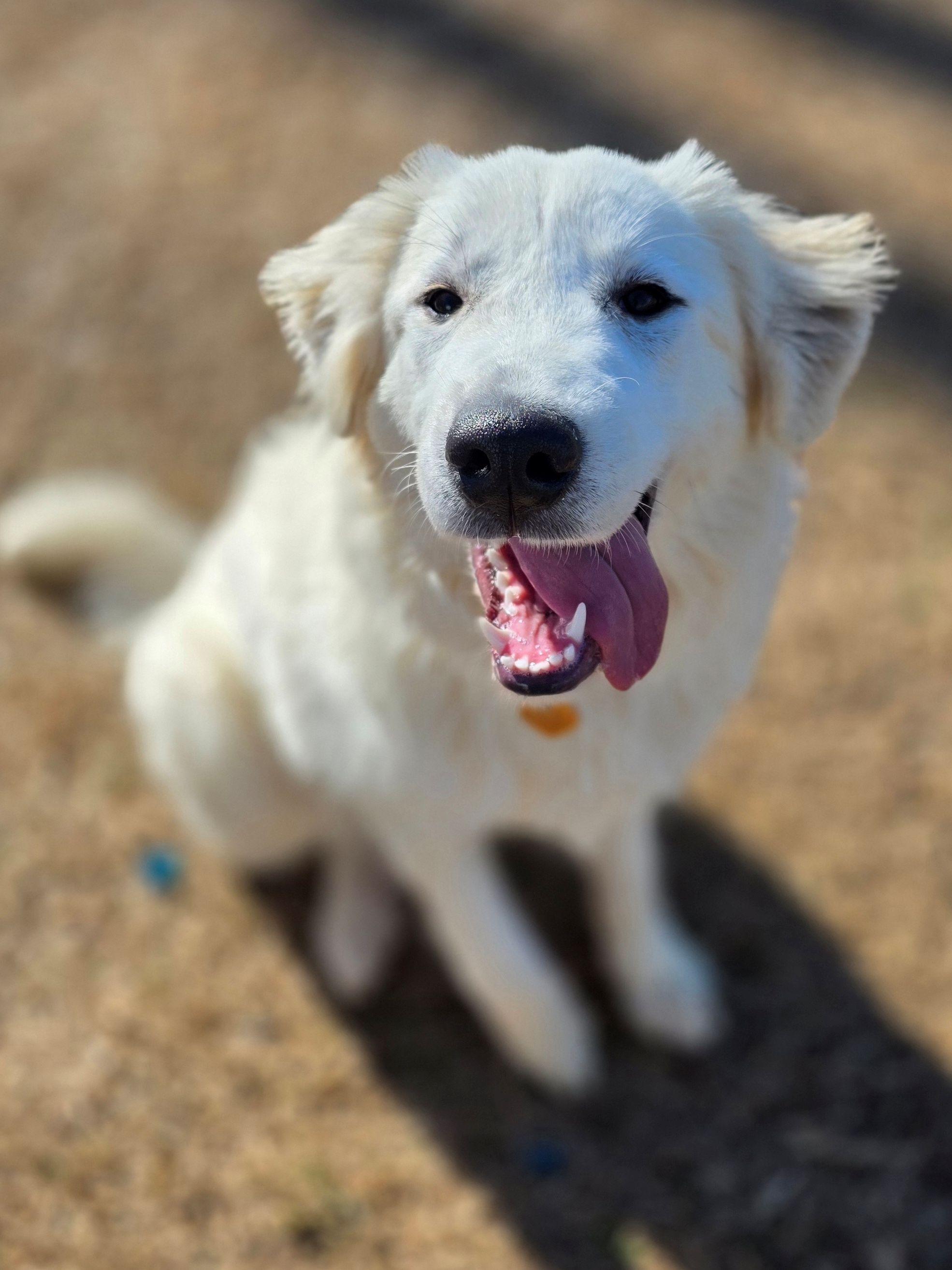 Enlarge Jasmine Lavonia, a ADOPTABLE Great Pyrenees in Atlanta, GA image 3/6