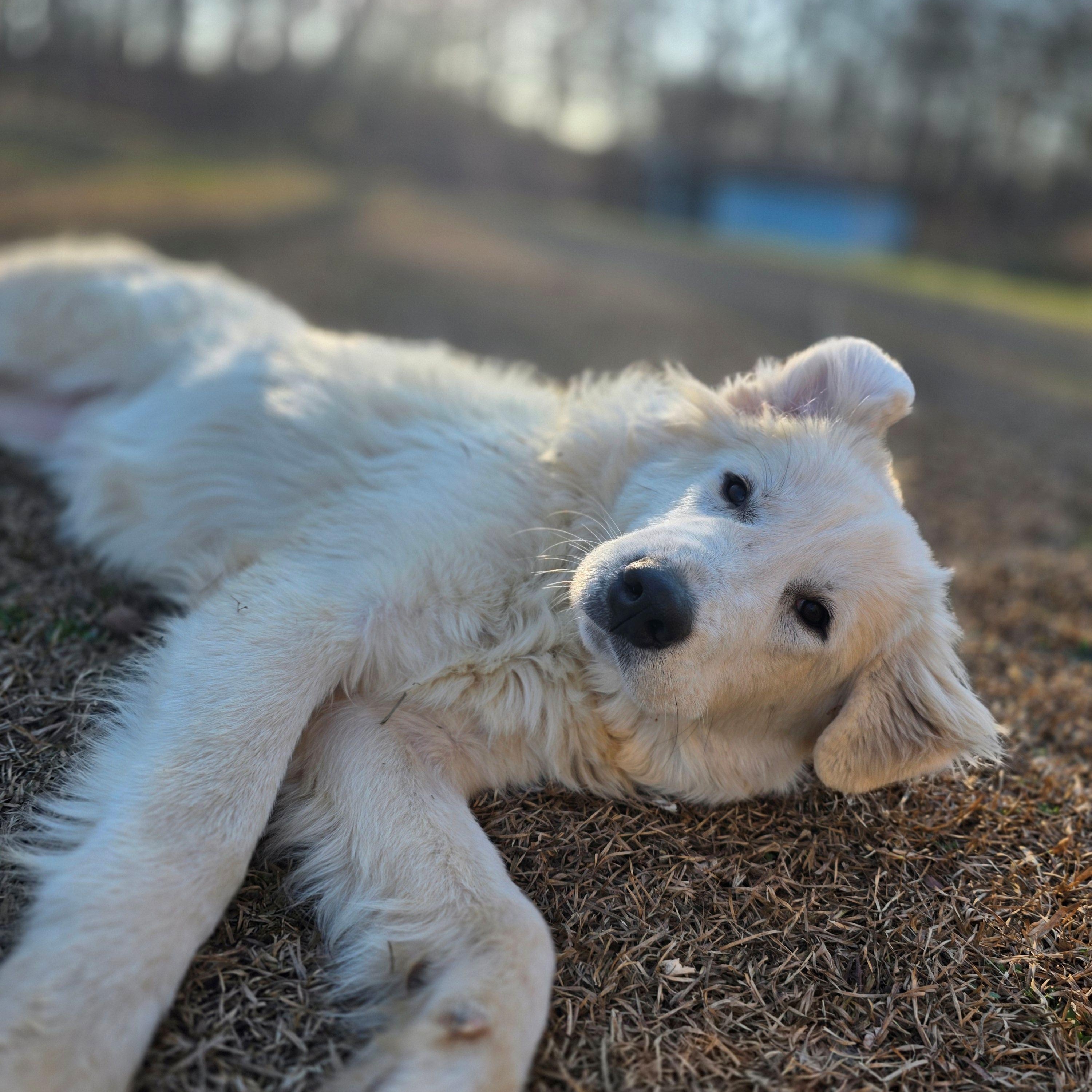 Enlarge Jasmine Lavonia, a ADOPTABLE Great Pyrenees in Atlanta, GA image 6/6