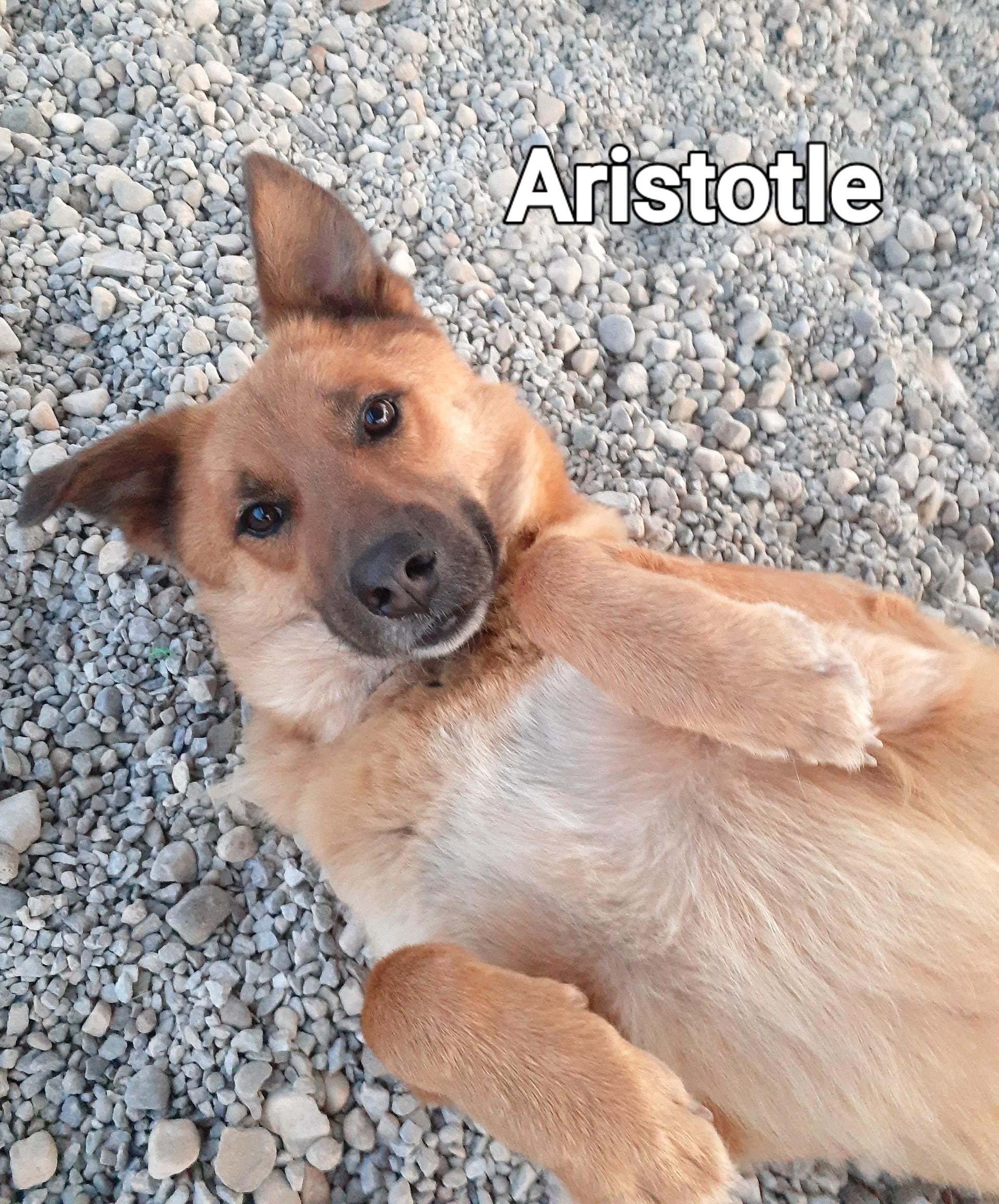 Aristotle thumbnail 6