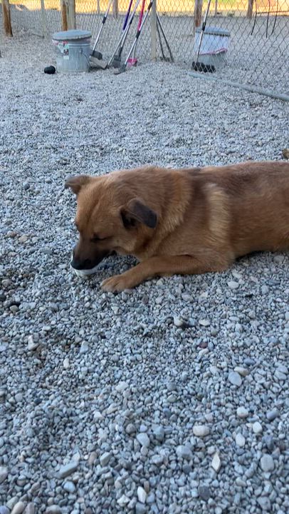 Enlarge Aristotle, a Adoptable mixed breed in Wilmington, OH video 6/6