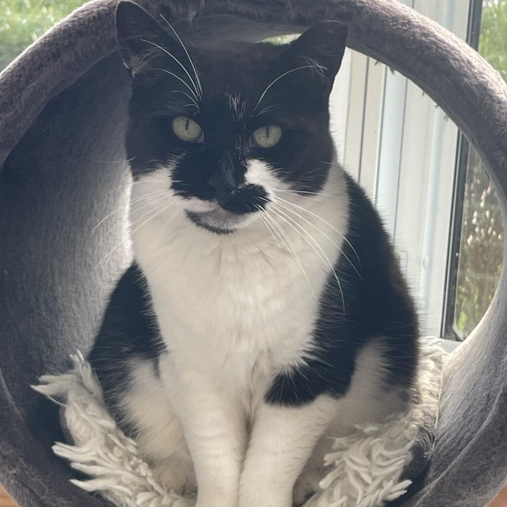 Enlarge Athena, a Adoptable Domestic Short Hair in Wantagh, NY image 2/6