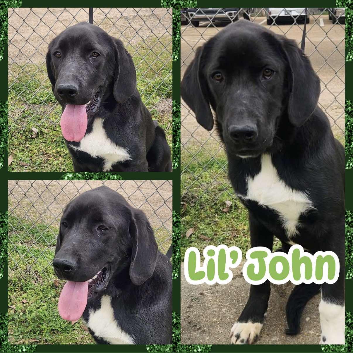 Enlarge Lil John, a ADOPTABLE mixed breed in Ringwood, NJ image 1/1