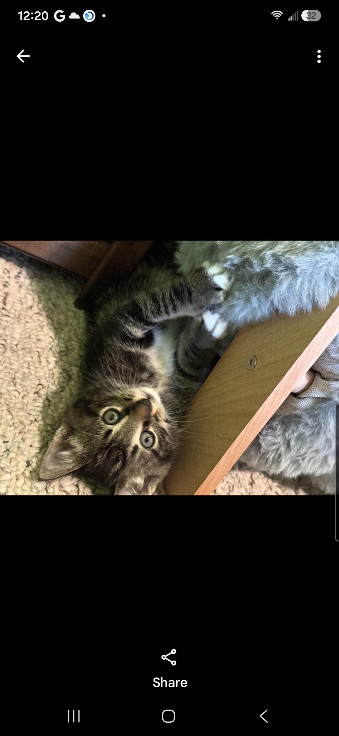 Enlarge Dill (siblings are Basil Fennel, Rosemary & Sage), a Adoptable Tabby in Brighton, MI image 5/5