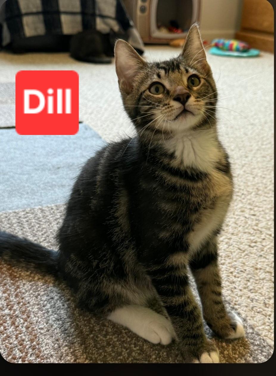 Enlarge Dill (siblings are Basil Fennel, Rosemary & Sage), a Adopted Tabby in Brighton, MI image 3/6