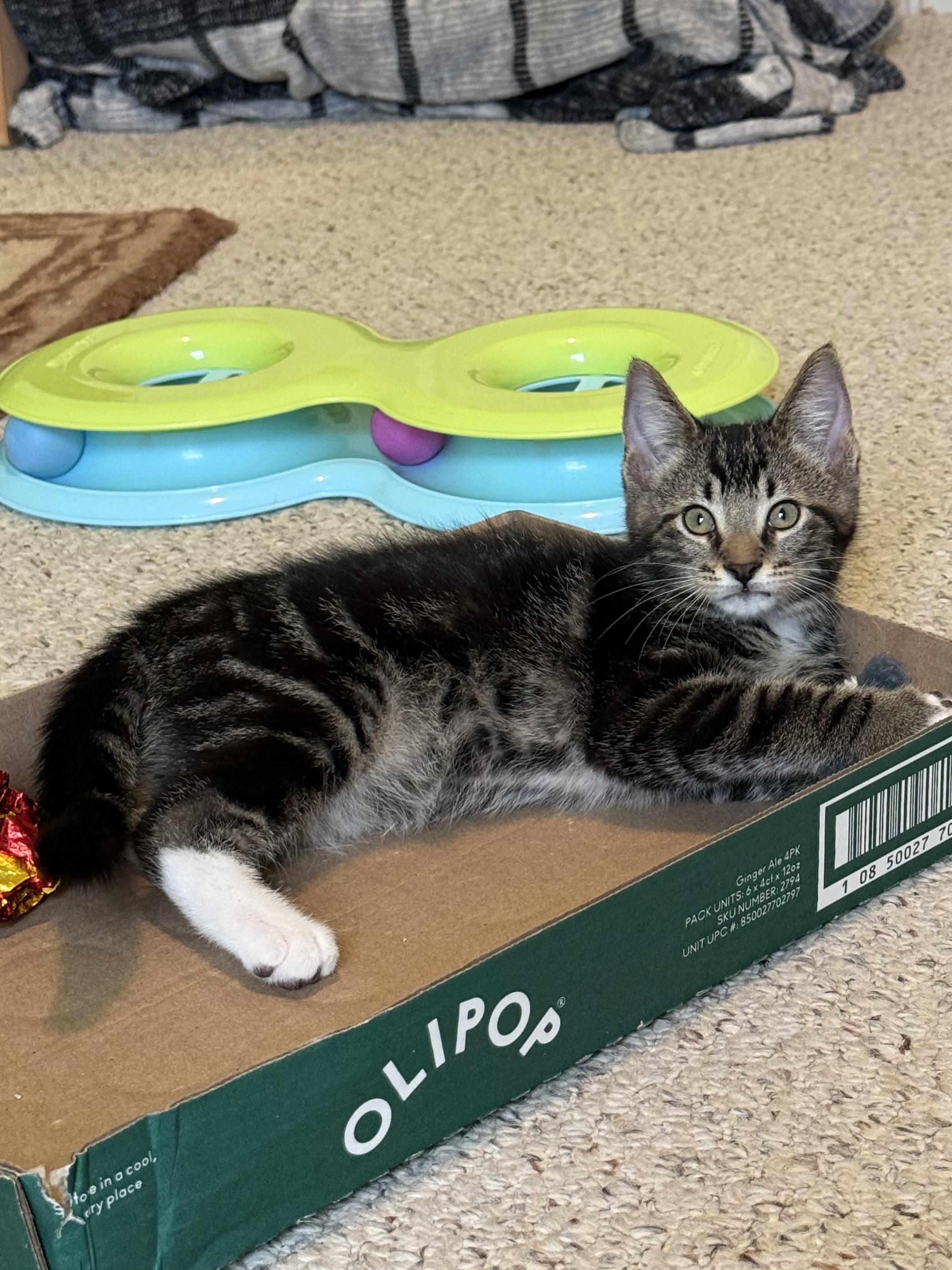 Enlarge Dill (siblings are Basil Fennel, Rosemary & Sage), a Adoptable Tabby in Brighton, MI image 2/5