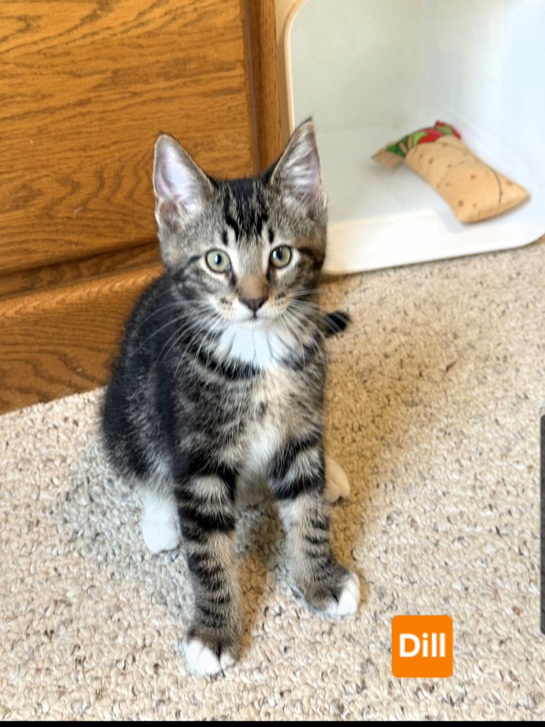 Enlarge Dill (siblings are Basil Fennel, Rosemary & Sage), a Adoptable Tabby in Brighton, MI image 3/5