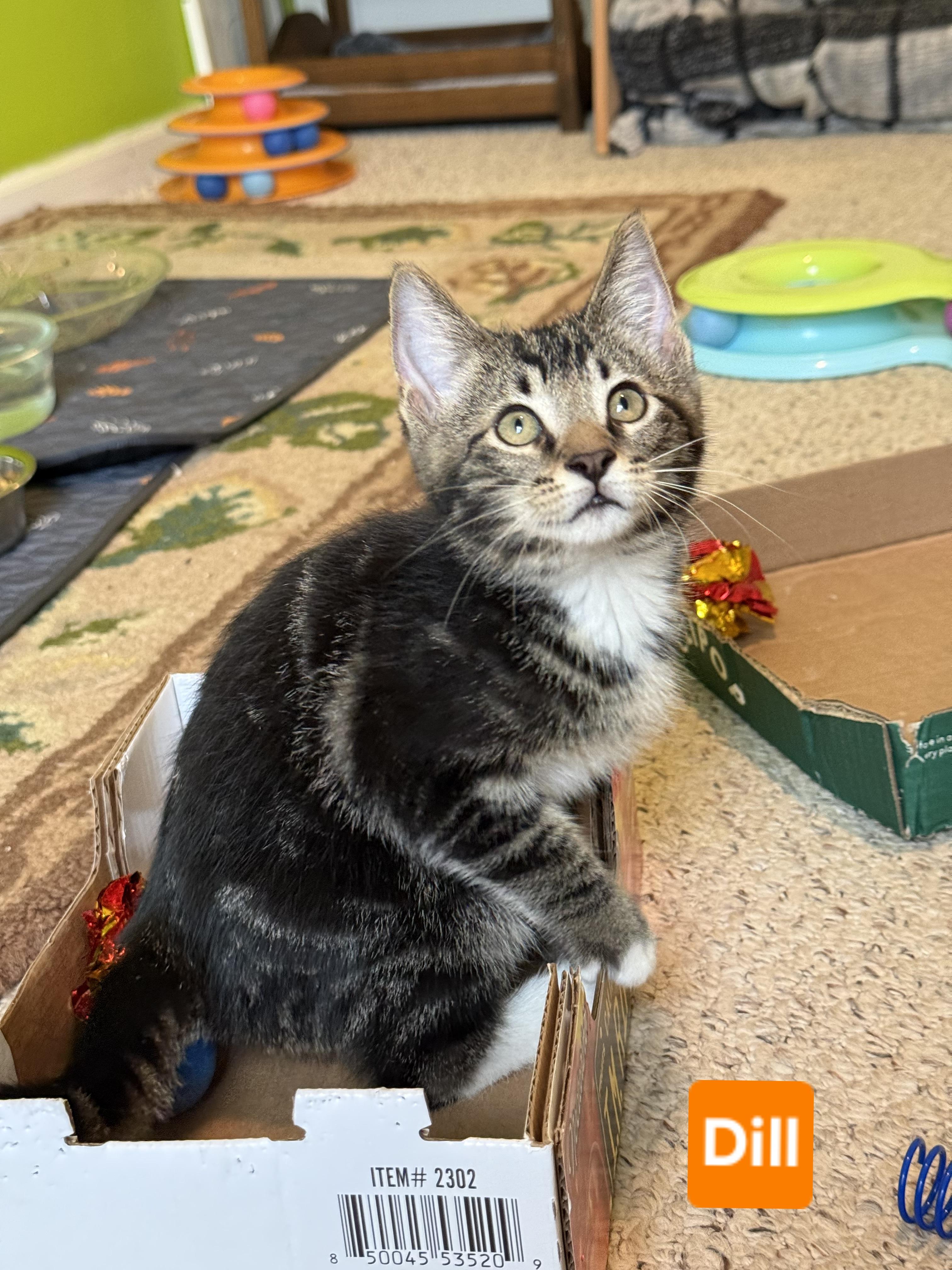 Dill (siblings are Basil Fennel, Rosemary & Sage), Adoptable, Kitten Male Tabby.