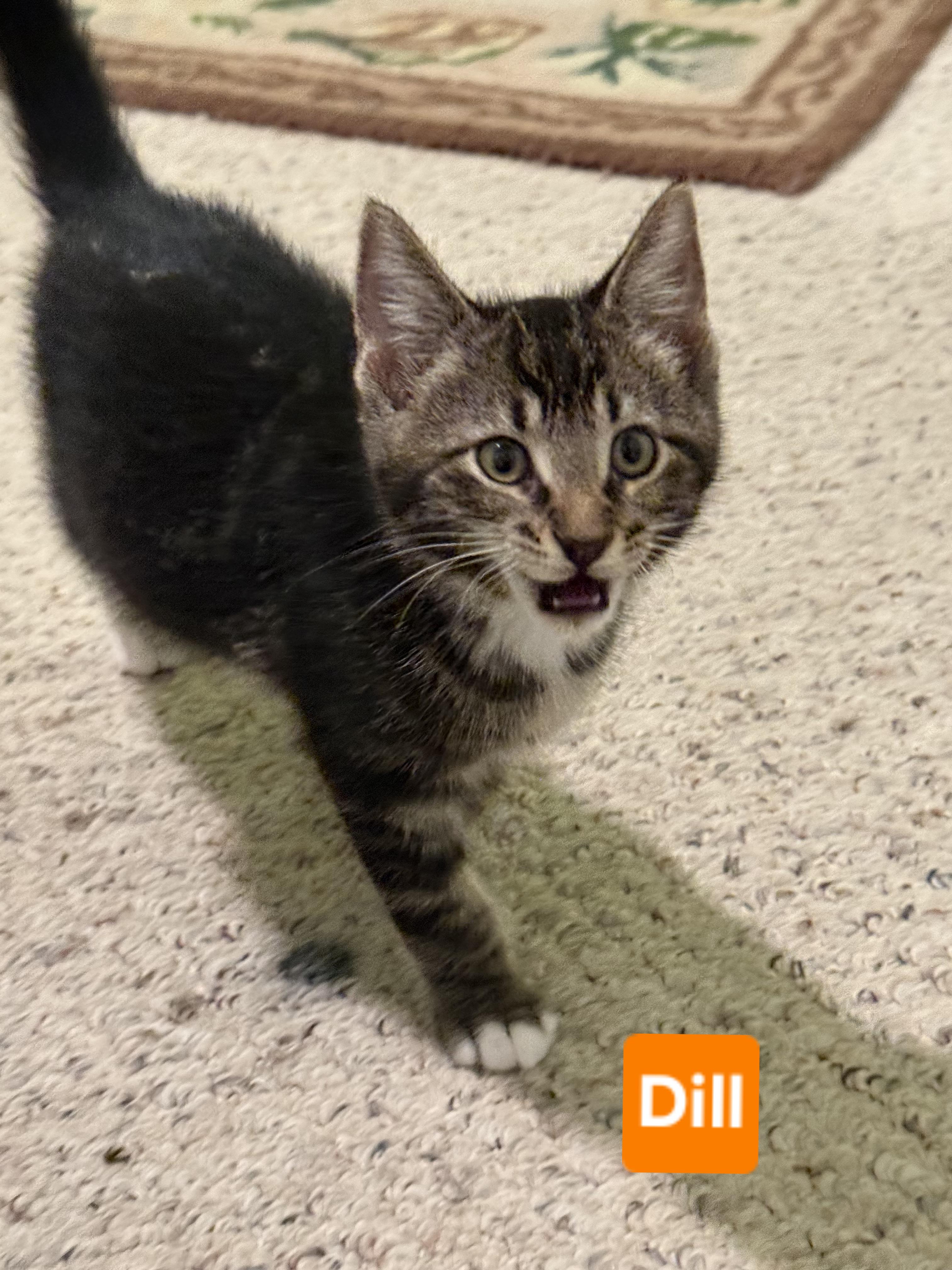 Enlarge Dill (siblings are Basil Fennel, Rosemary & Sage), a Adoptable Tabby in Brighton, MI image 4/5
