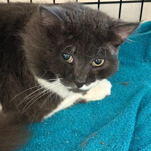 Enlarge Bennet, an adopted Domestic Long Hair in Beaufort, SC image 6/6