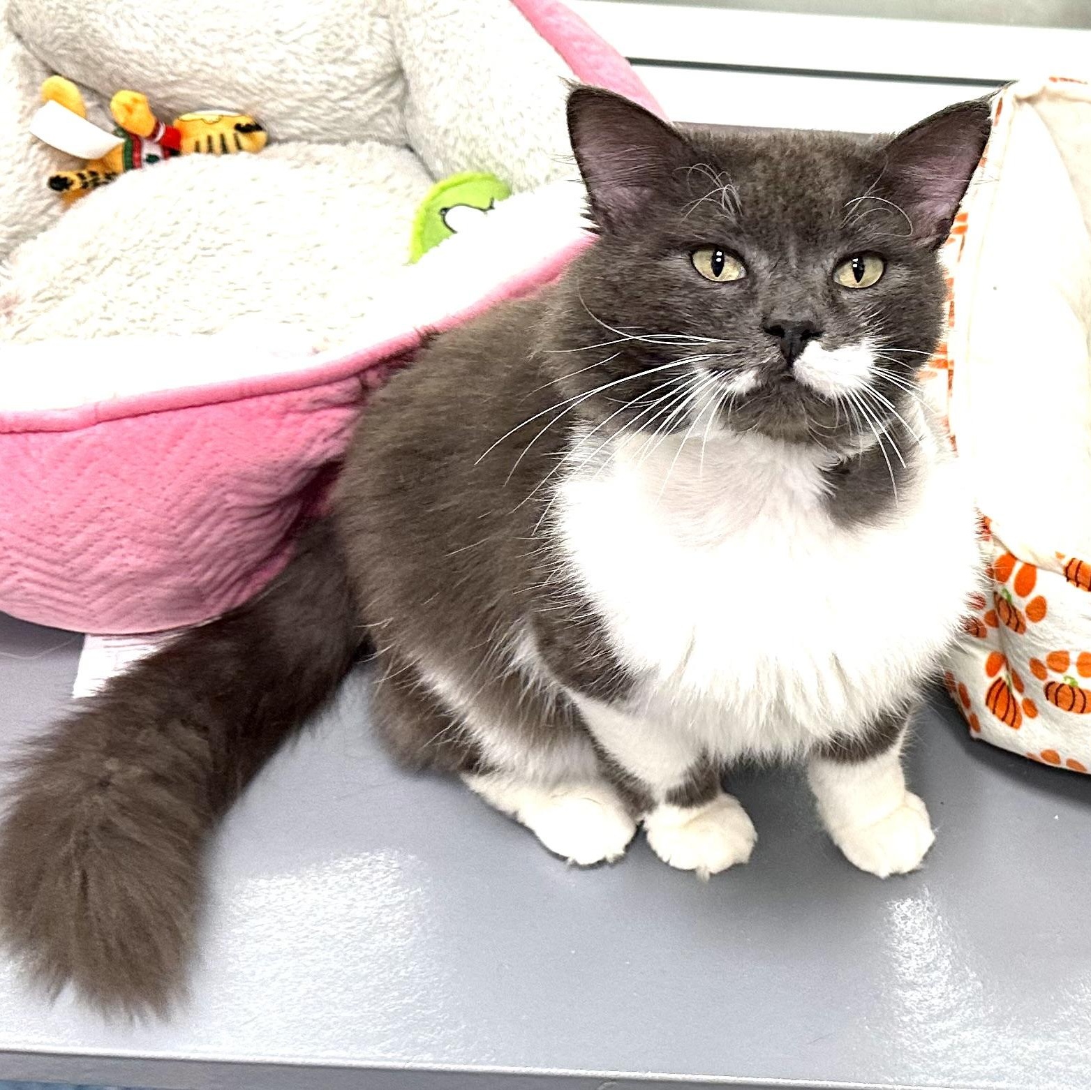 Enlarge Bennet, an adopted Domestic Long Hair in Beaufort, SC image 1/6
