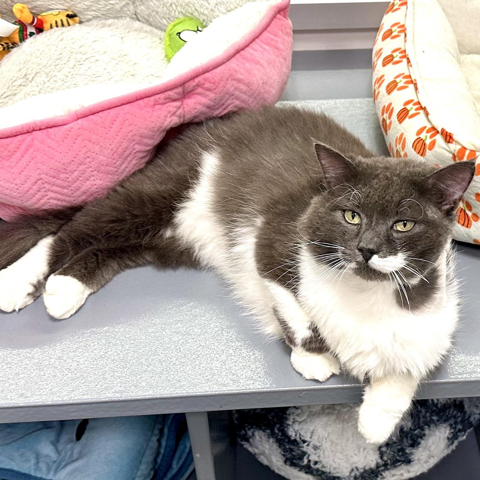 Enlarge Bennet, an adopted Domestic Long Hair in Beaufort, SC image 2/6