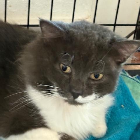 Enlarge Bennet, a ADOPTABLE Domestic Long Hair in Beaufort, SC image 1/6