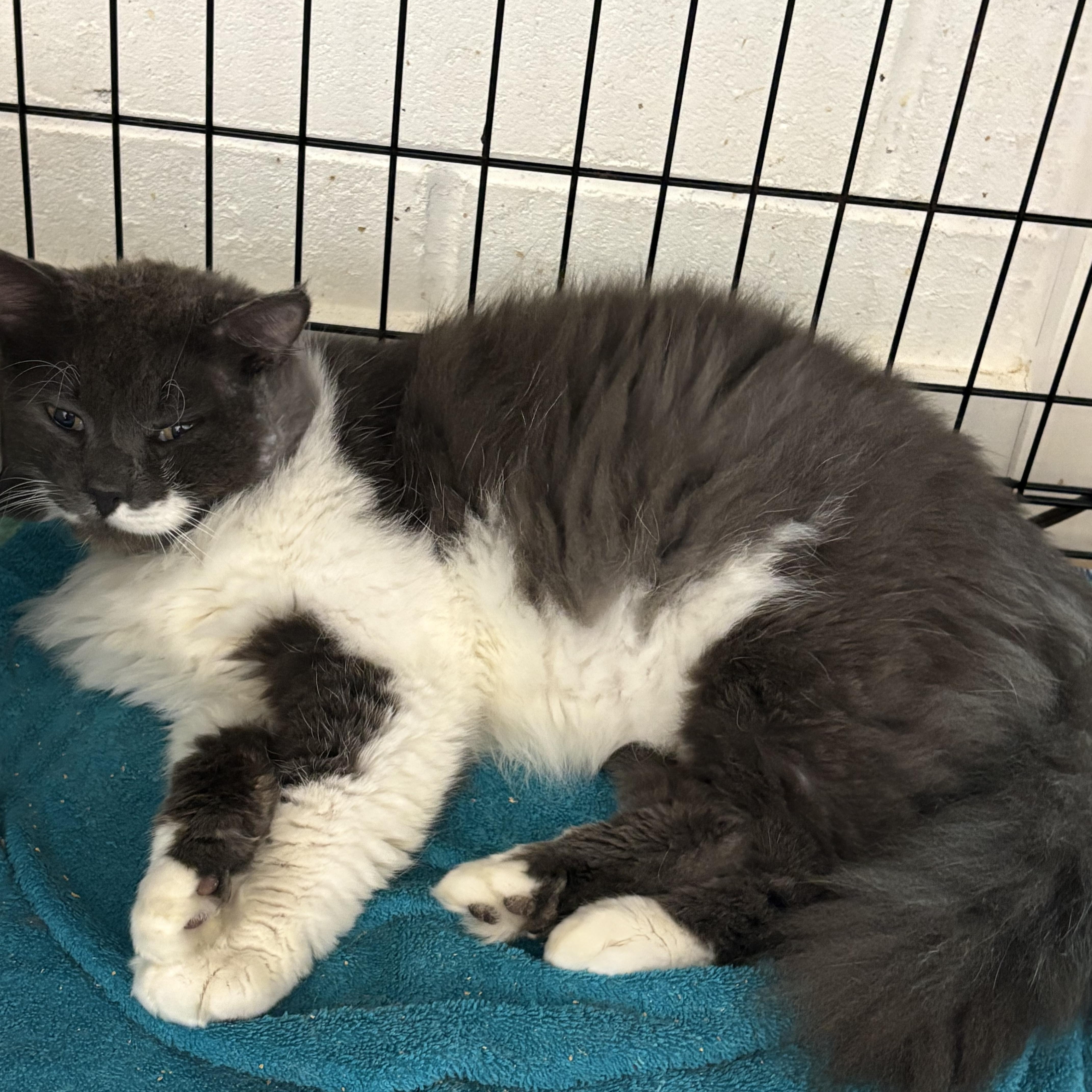 Enlarge Bennet, a ADOPTABLE Domestic Long Hair in Beaufort, SC image 2/6