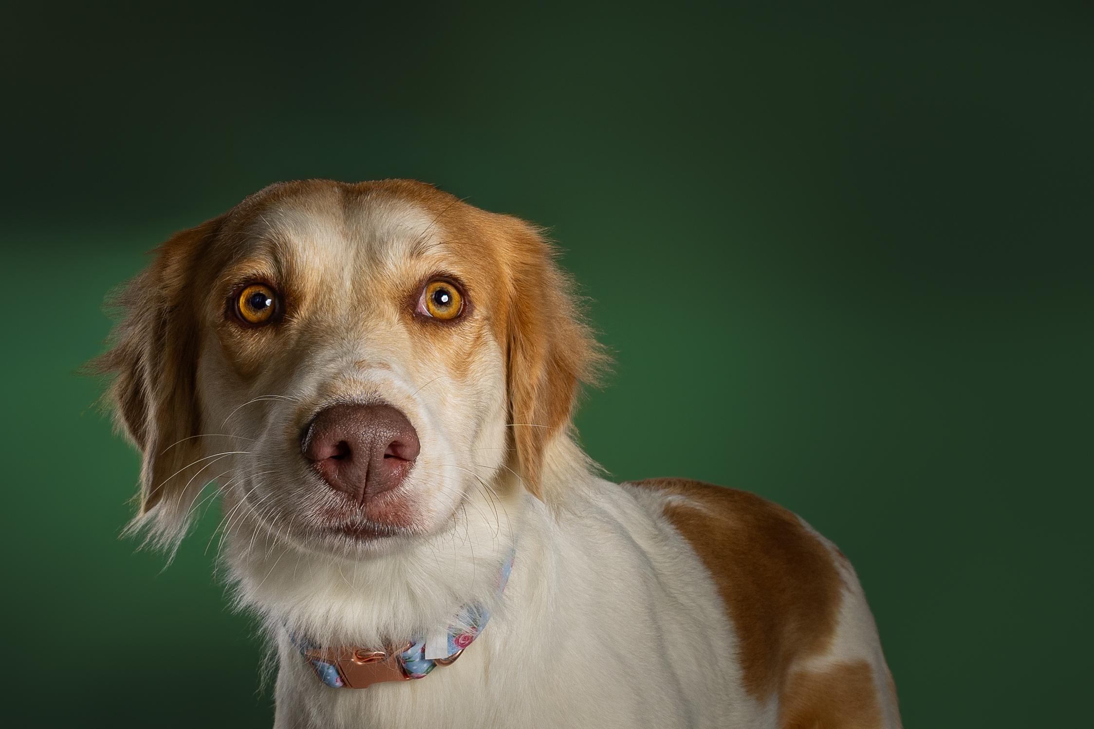 Glinda, Adoptable, Adult Female Spaniel.