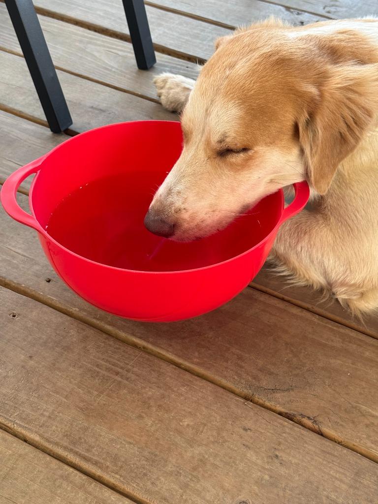 Enlarge Glinda, a Adoptable mixed breed in Tyler, TX image 2/5
