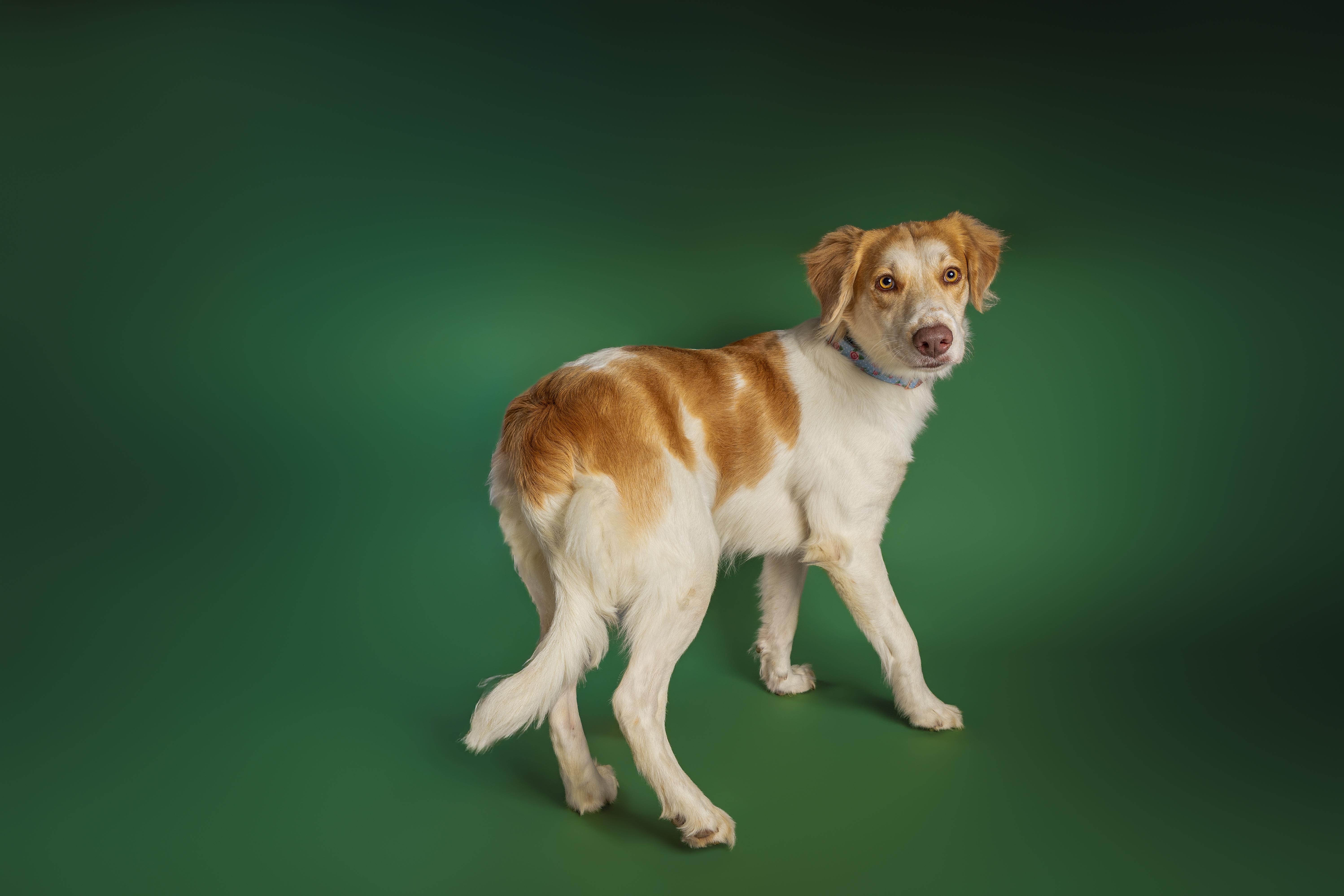 Enlarge Glinda, a Adoptable mixed breed in Tyler, TX image 5/5