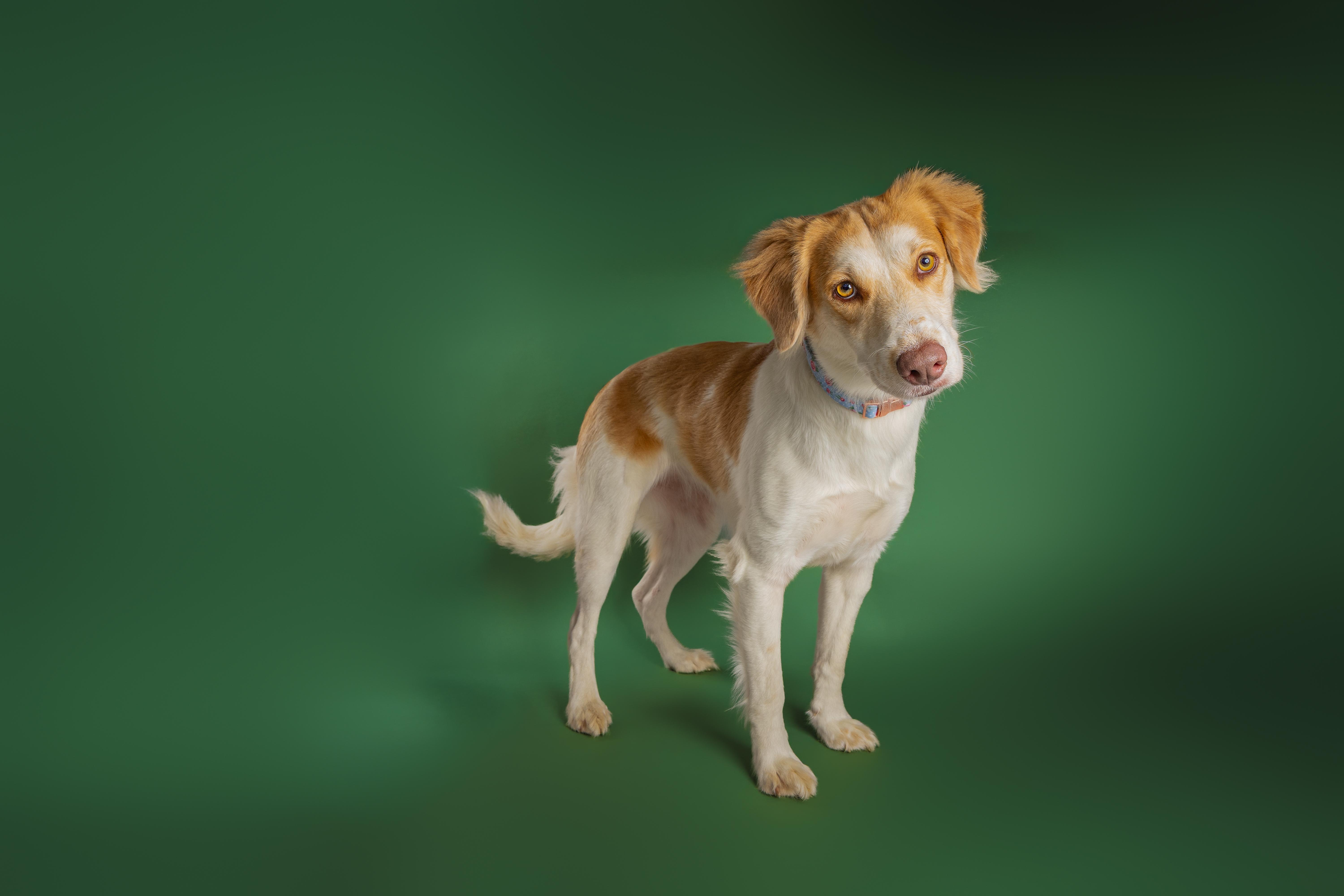 Enlarge Glinda, a Adoptable mixed breed in Tyler, TX image 4/5
