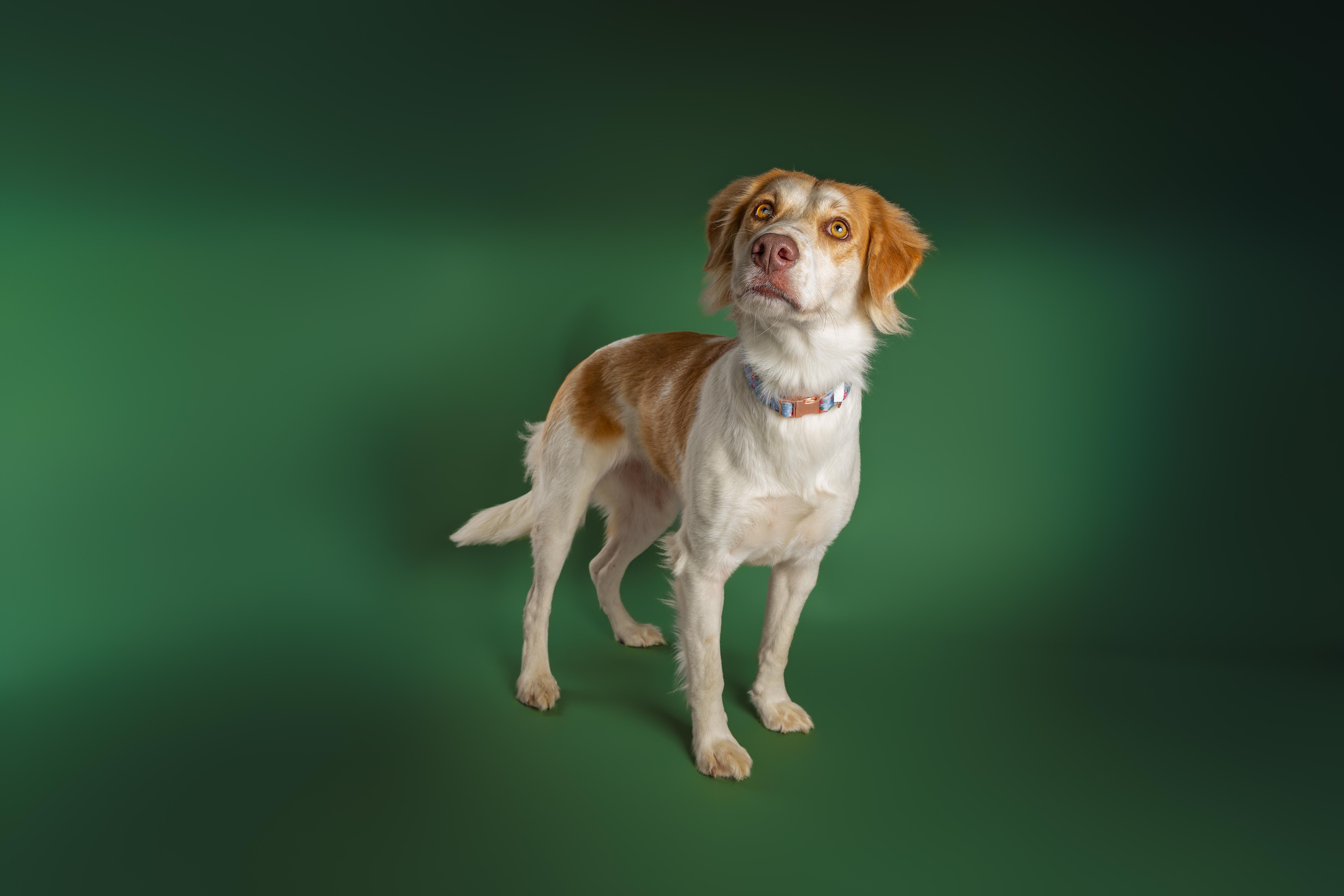 Enlarge Glinda, a Adoptable mixed breed in Tyler, TX image 3/5